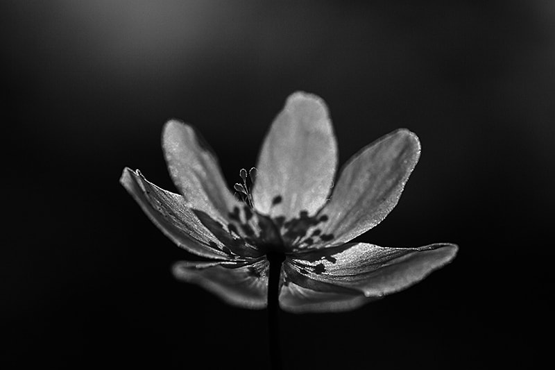 Canon EF 180mm F3.5L Macro USM sample photo. Dark wood anemone photography