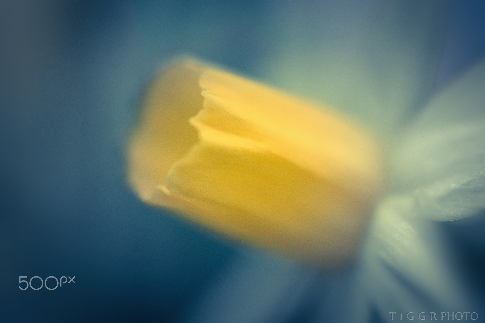 Samsung NX30 + Samsung NX 60mm F2.8 Macro ED OIS SSA sample photo. Shade photography