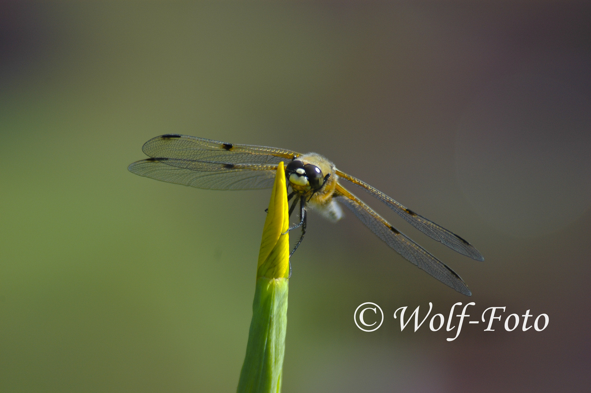 Nikon D70 sample photo. Dragon-fly photography