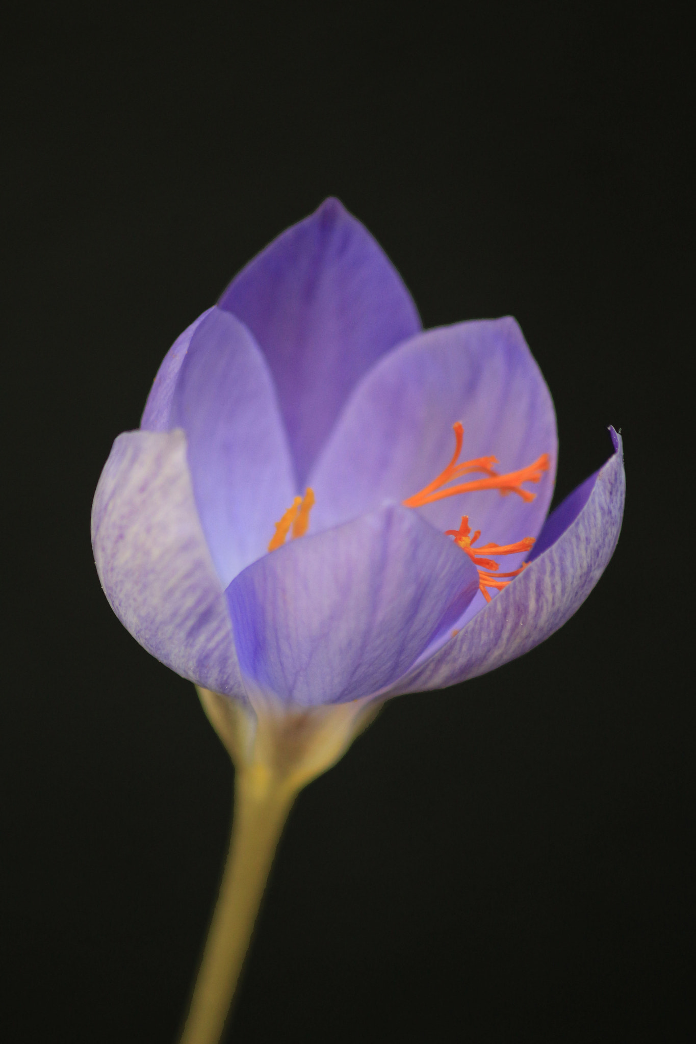 Sigma 70-300mm F4-5.6 APO DG Macro sample photo. Pistilli al vento photography