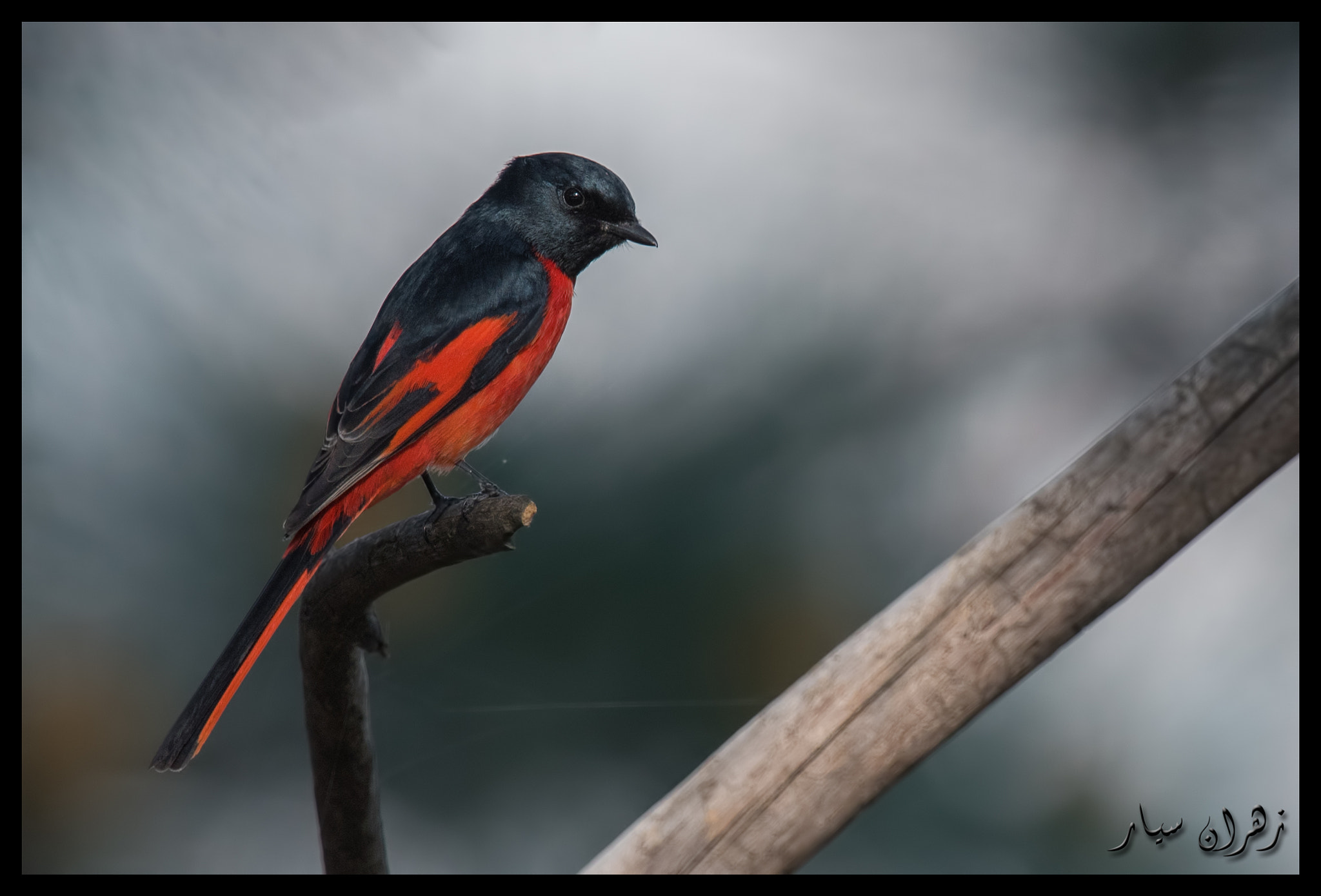 Nikon D750 + Nikon AF-S Nikkor 600mm F4G ED VR sample photo. Red & black ! photography