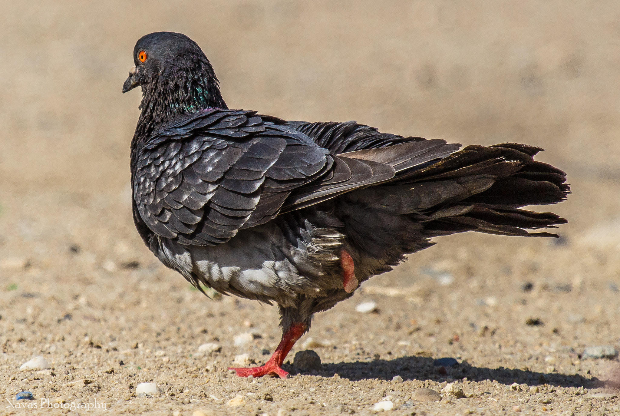 Canon EOS 700D (EOS Rebel T5i / EOS Kiss X7i) + Canon EF 100-400mm F4.5-5.6L IS USM sample photo. Feral pigeon from hawally, kuwait photography