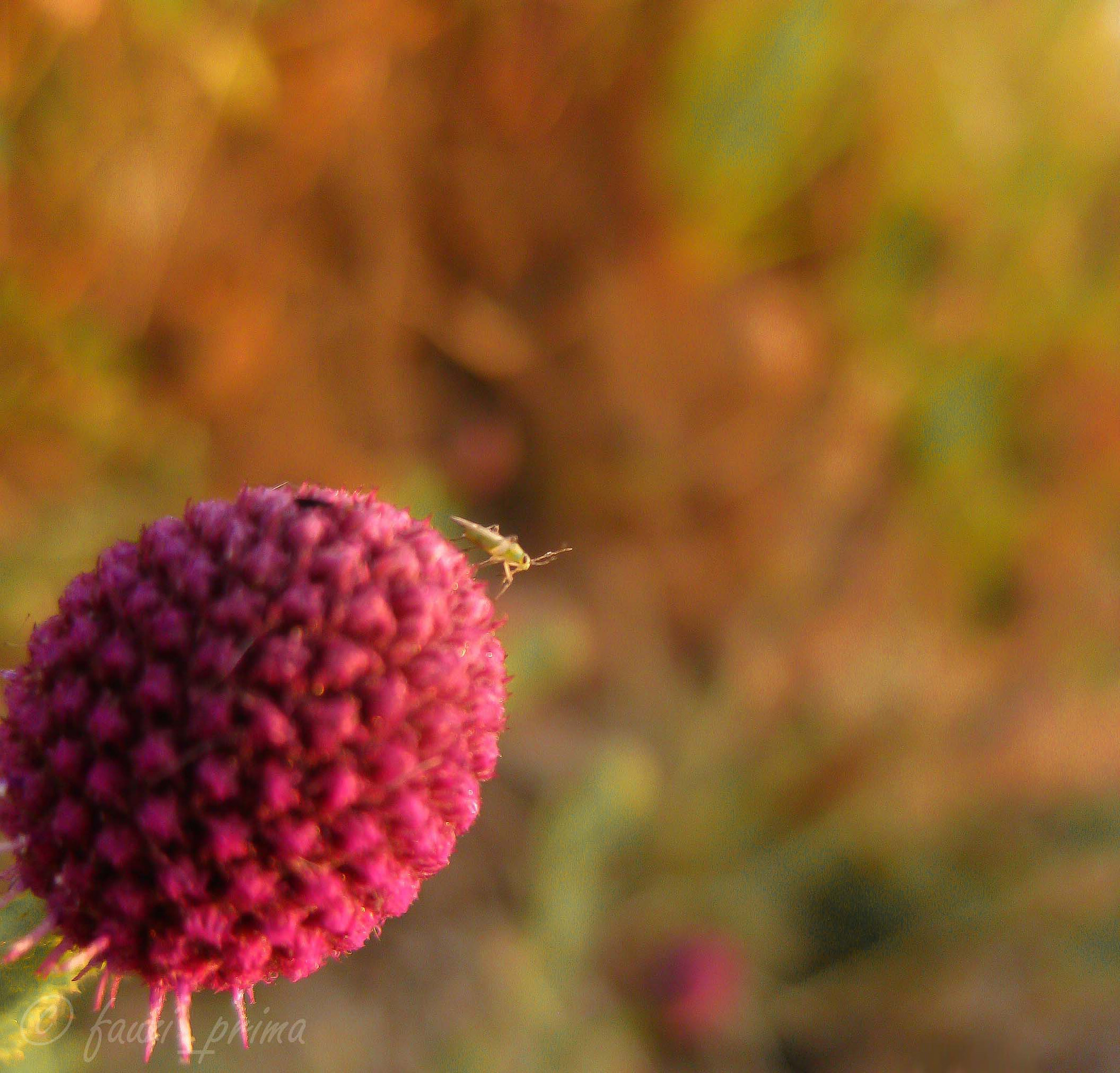 Canon PowerShot SD770 IS (Digital IXUS 85 IS / IXY Digital 25 IS) sample photo. The insect on red. photography