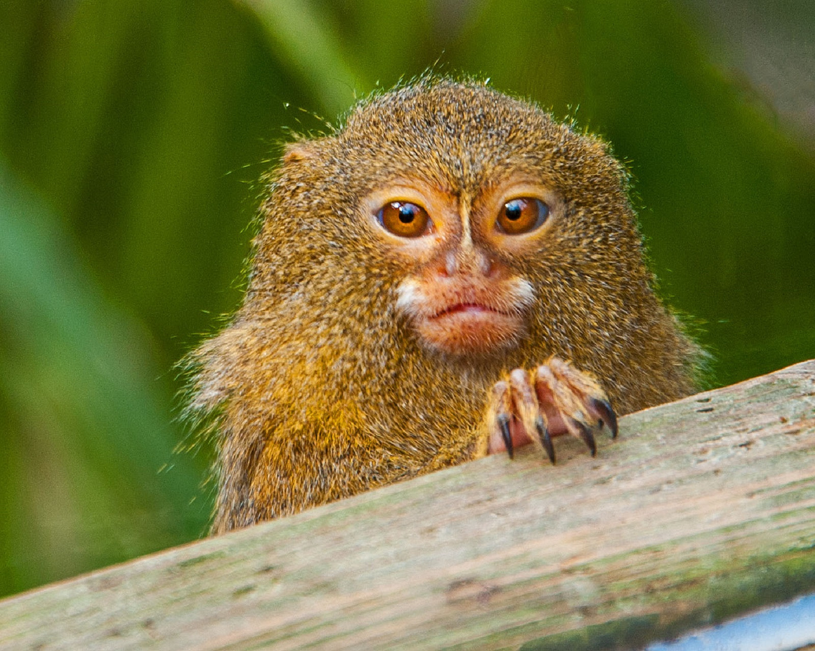 Nikon D3 sample photo. Gremlin ! photography