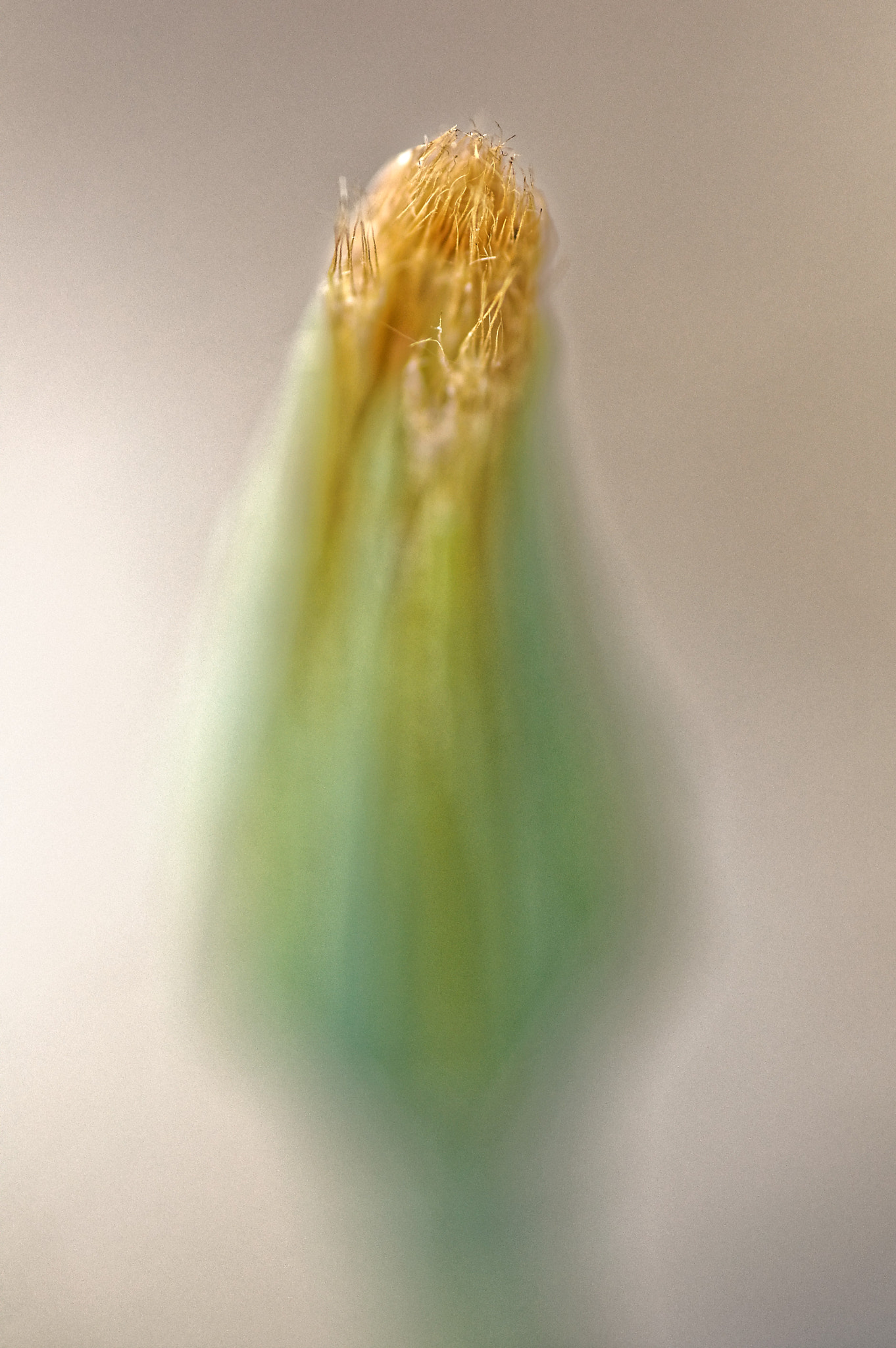 Nikon D50 sample photo. Flower photography
