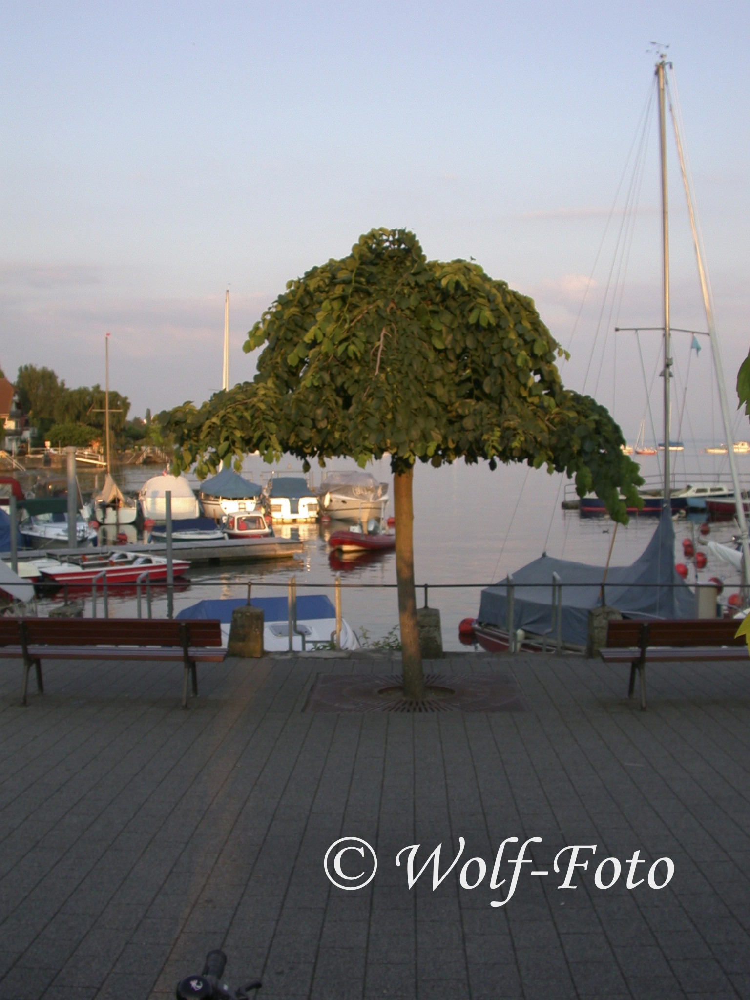 Nikon E995 sample photo. Tree photography