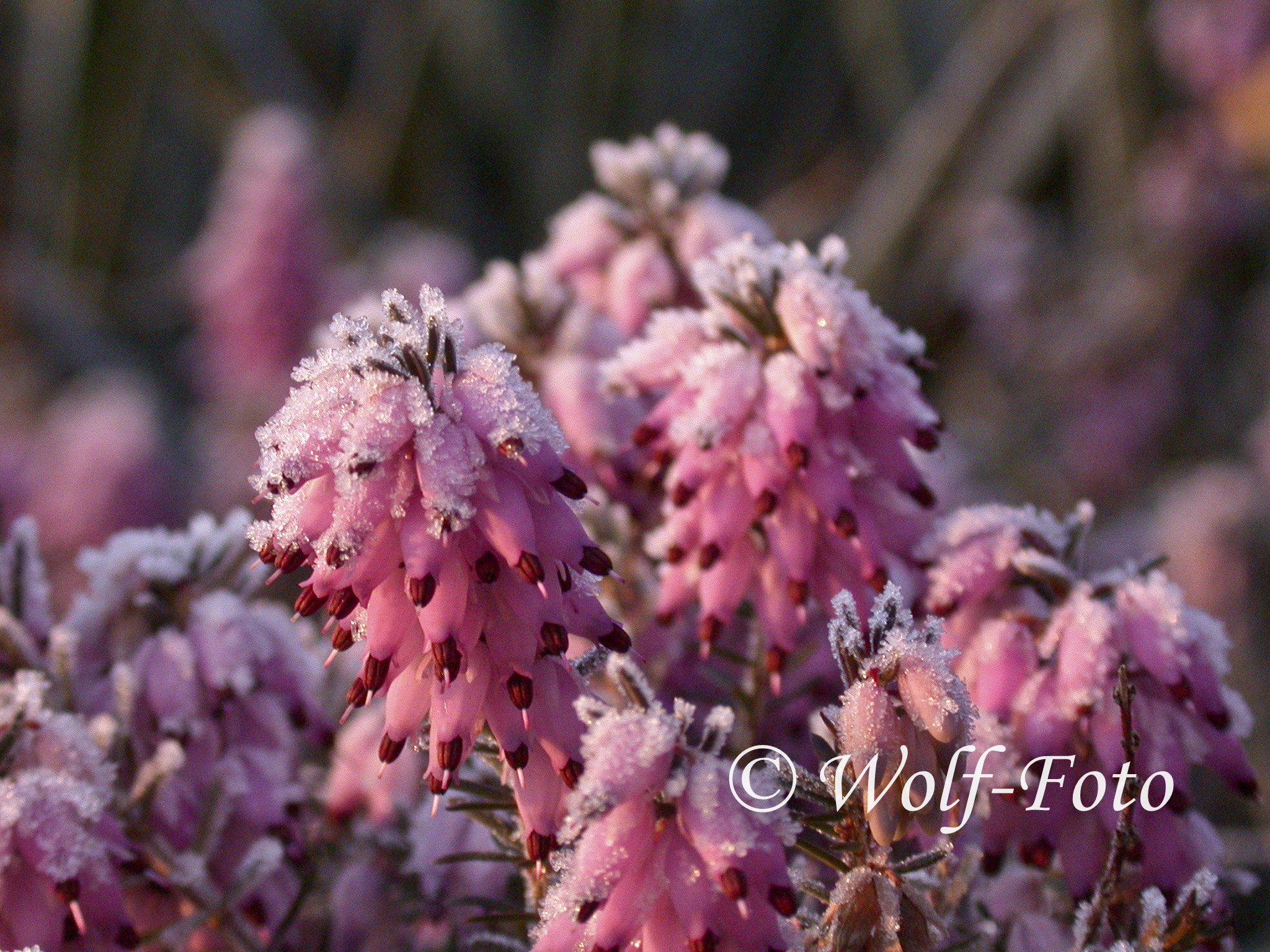 Nikon E995 sample photo. Erica carnea photography
