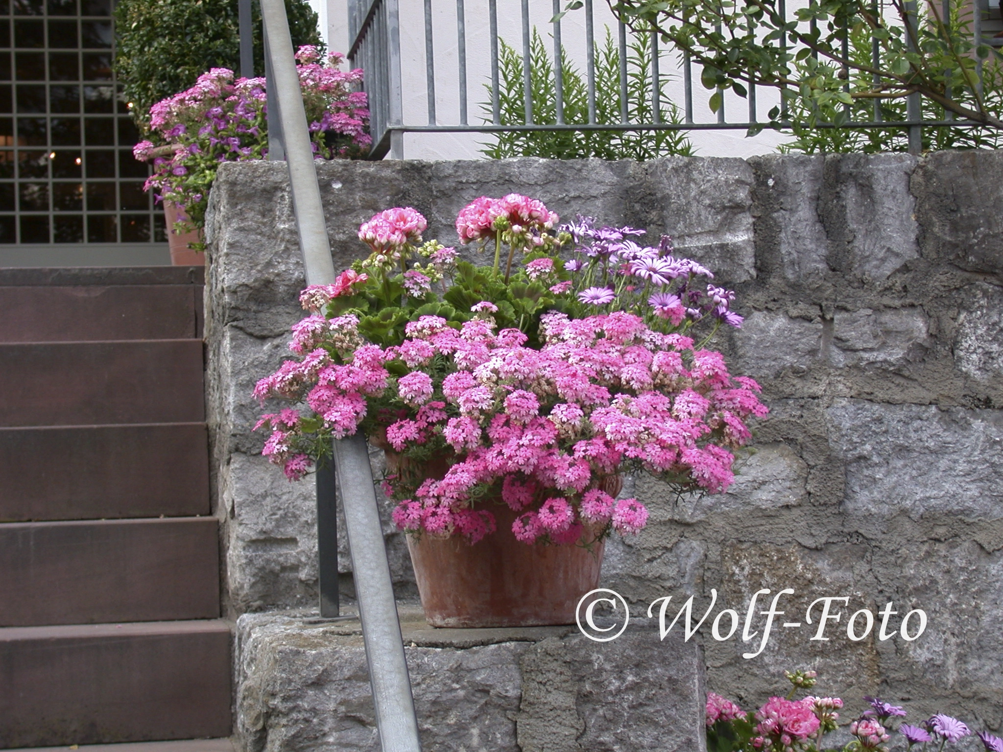 Nikon E995 sample photo. Geranium photography