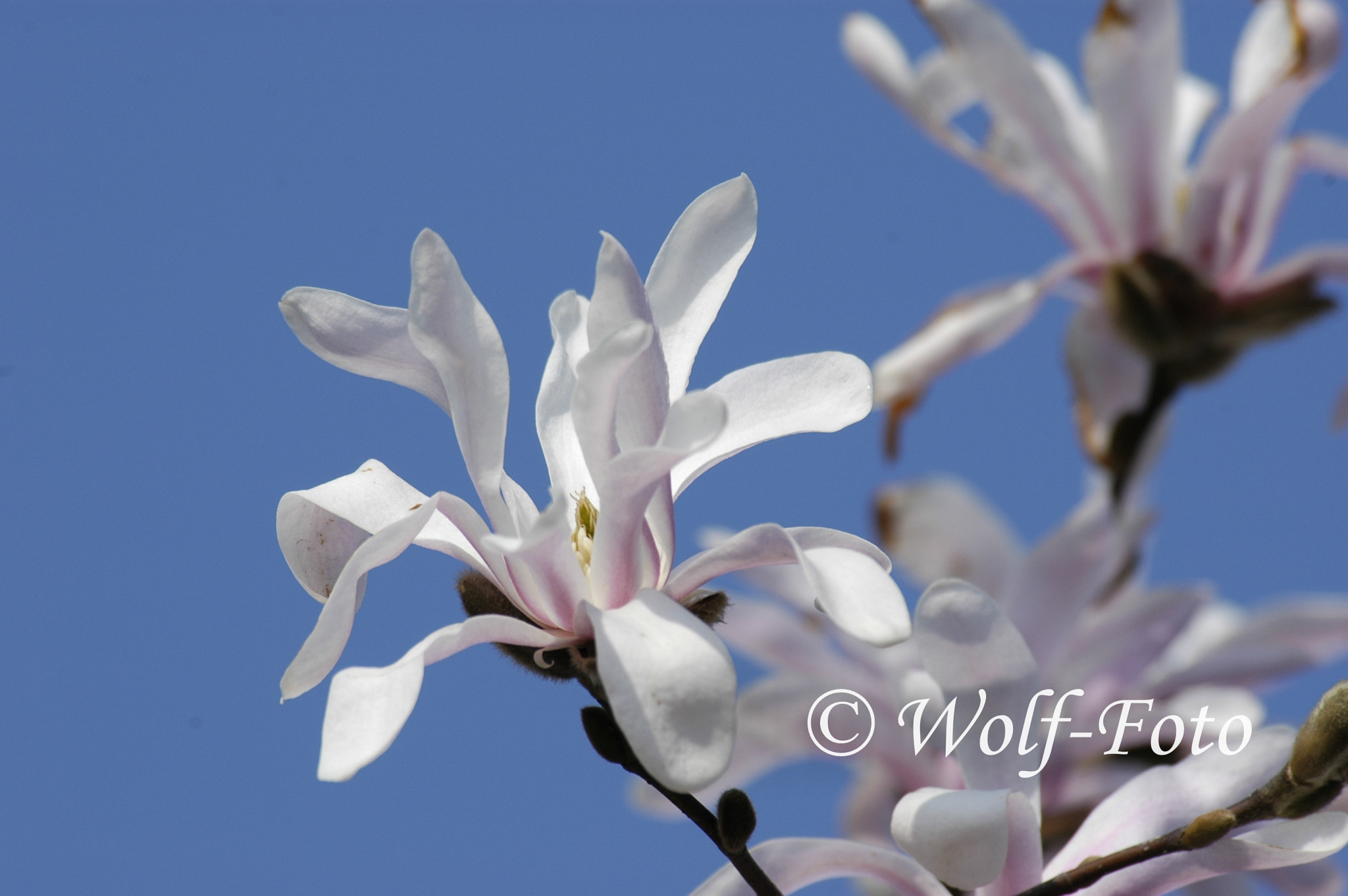 Nikon D70 sample photo. Magnolia photography