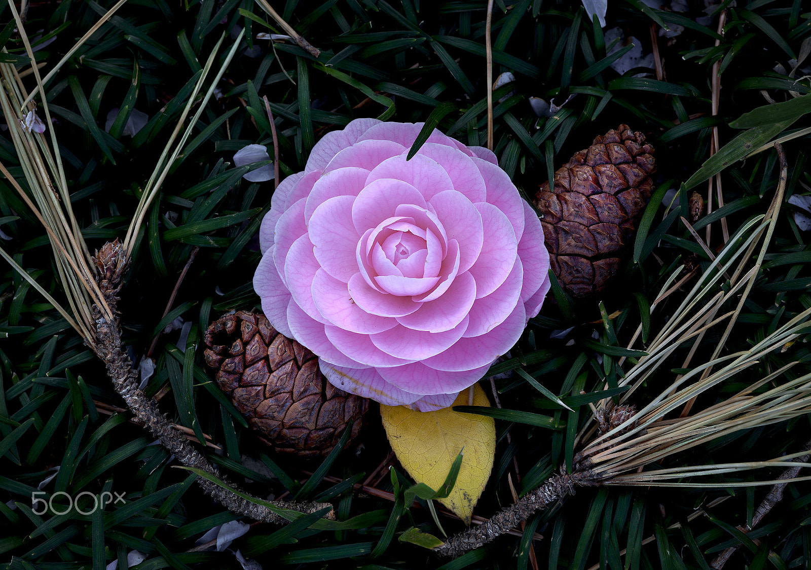 ZEISS Makro-Planar T* 100mm F2 sample photo. Camellia japonica 2 photography