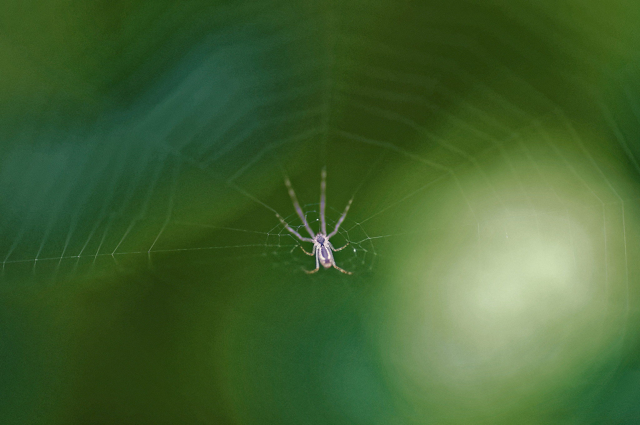 Nikon D50 sample photo. Spider photography