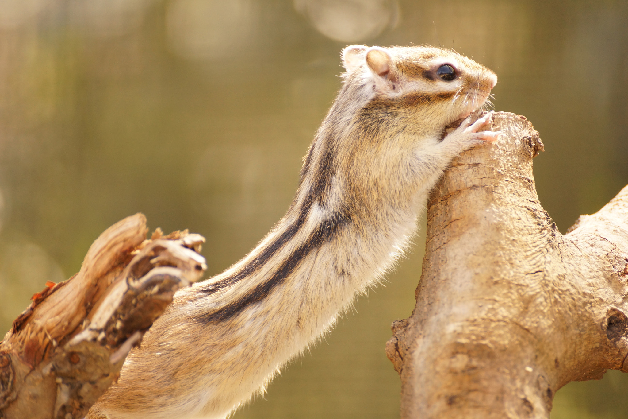 Sony DT 55-300mm F4.5-5.6 SAM sample photo. Thinking about nuts photography