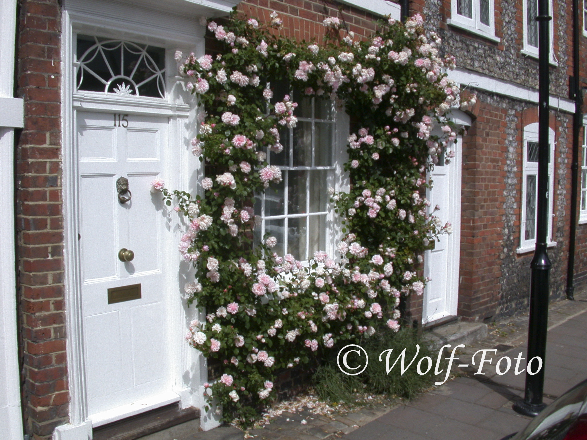 Nikon E995 sample photo. Rose photography