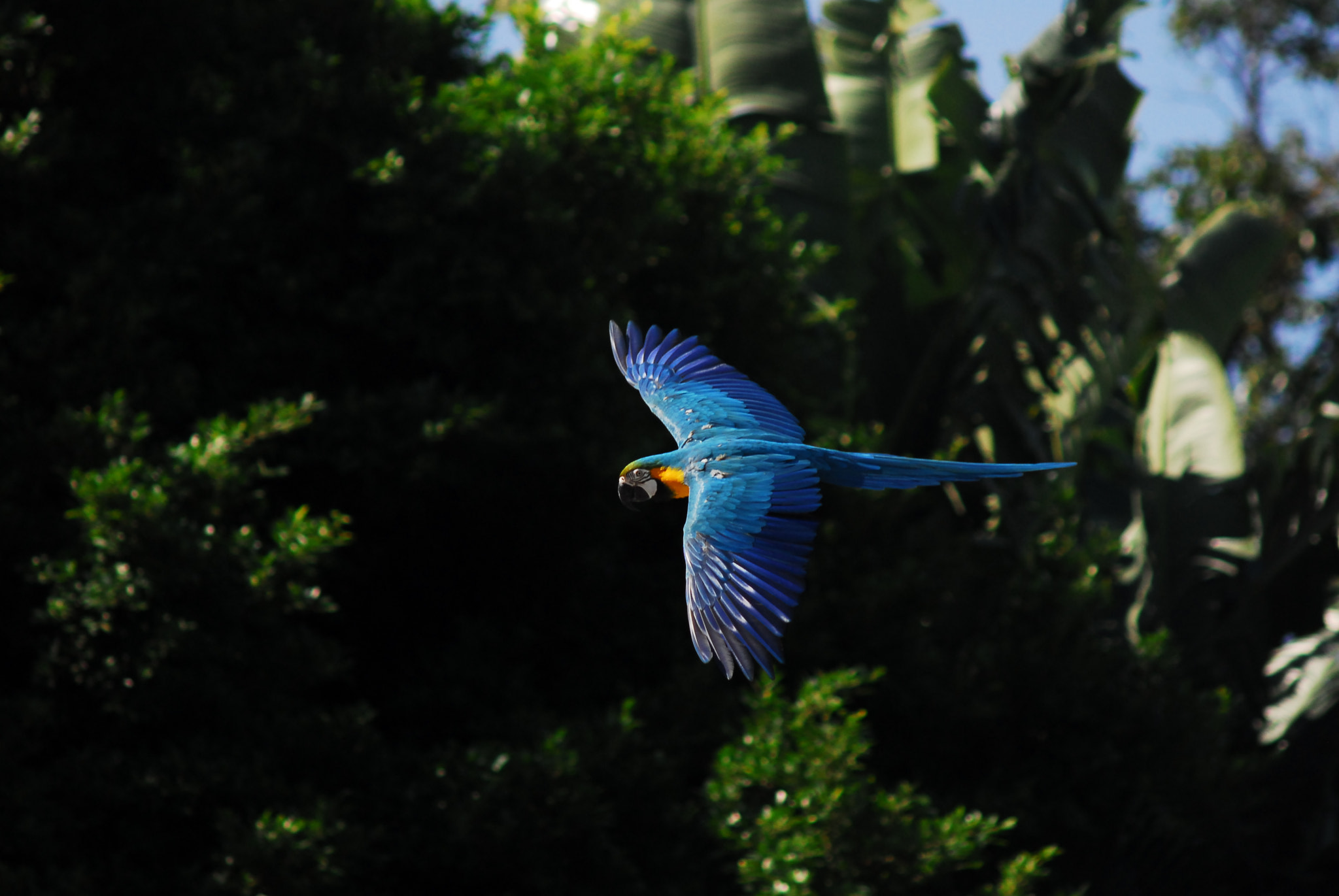 Nikon D200 + AF Zoom-Nikkor 75-300mm f/4.5-5.6 sample photo. Blue gold macaw photography