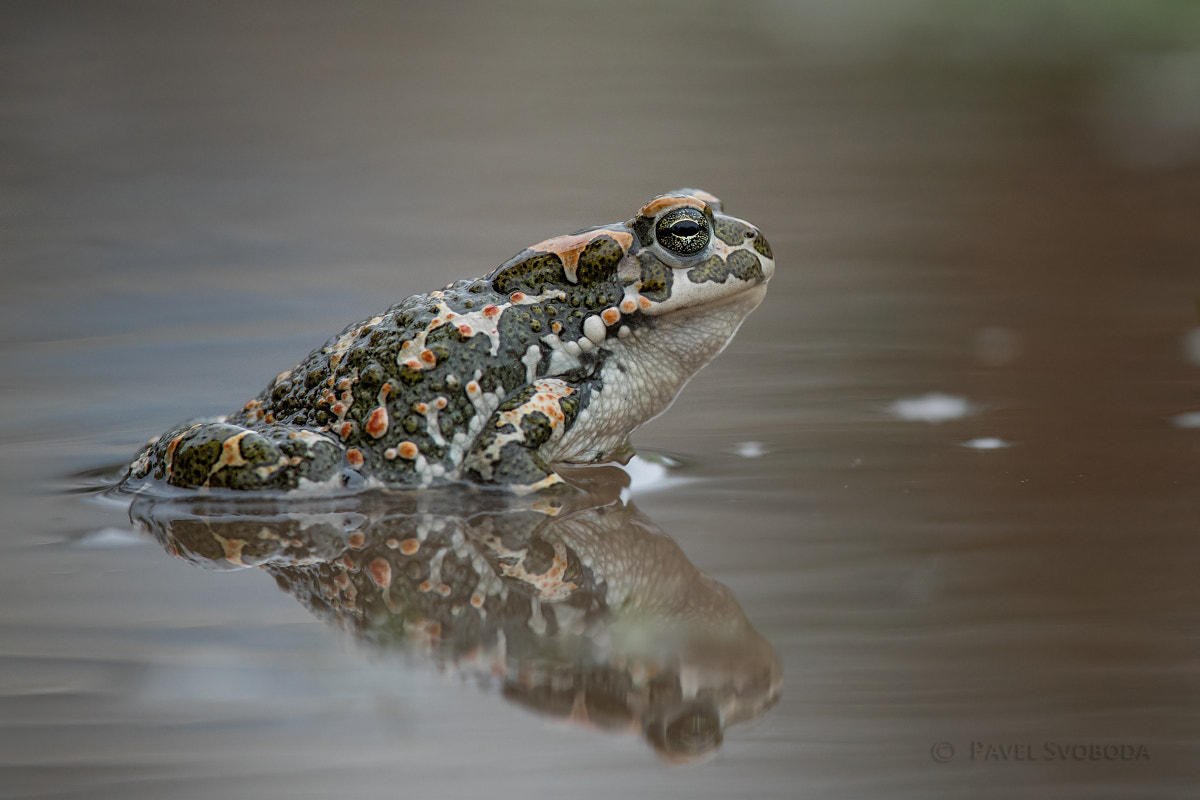 Nikon Nikkor AF-S 300mm F4E PF ED VR sample photo. European green toad (bufo viridis) photography
