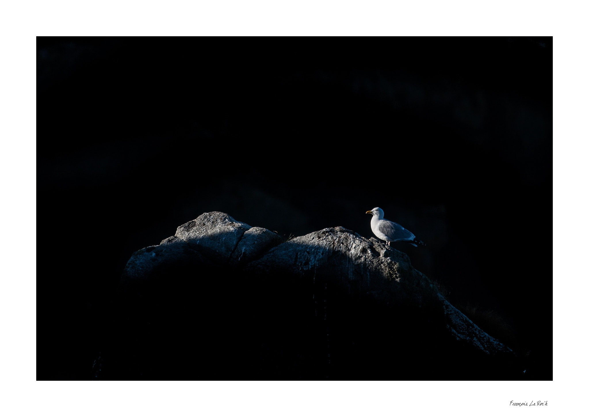Canon EOS 50D + Canon EF 300mm F4L IS USM sample photo. Sark photography