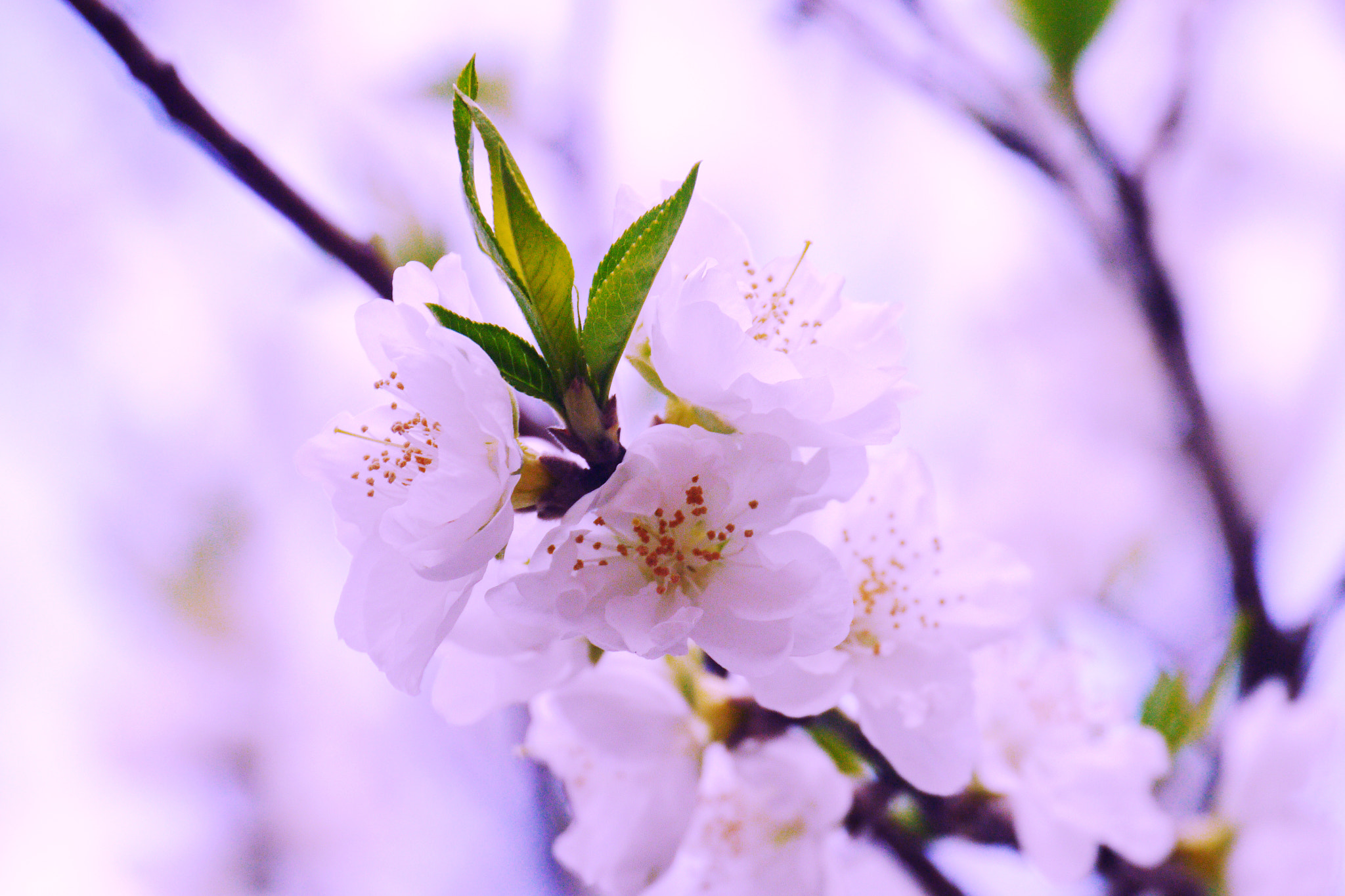 Panasonic Lumix DMC-GX1 sample photo. Spring in kyoto photography