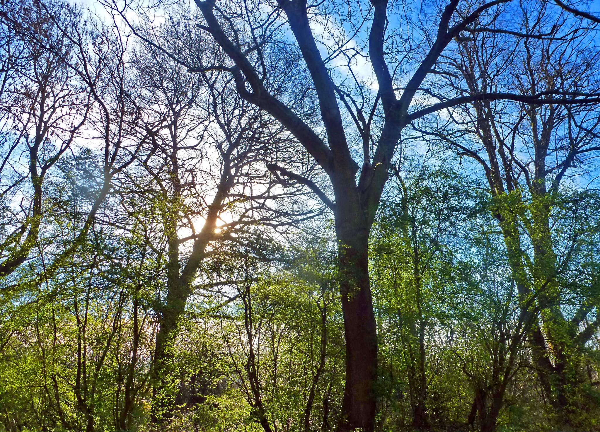 Panasonic DMC-TZ19 sample photo. Hampstead heath trees in april photography