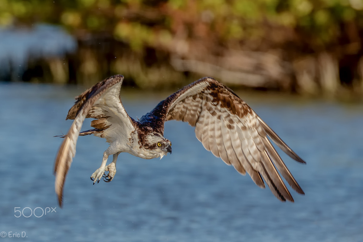 Canon EF 100-400mm F4.5-5.6L IS II USM sample photo. Starting osprey photography