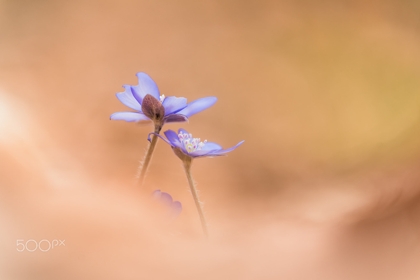 Sigma 150mm F2.8 EX DG Macro HSM sample photo. Anemone hepatica photography