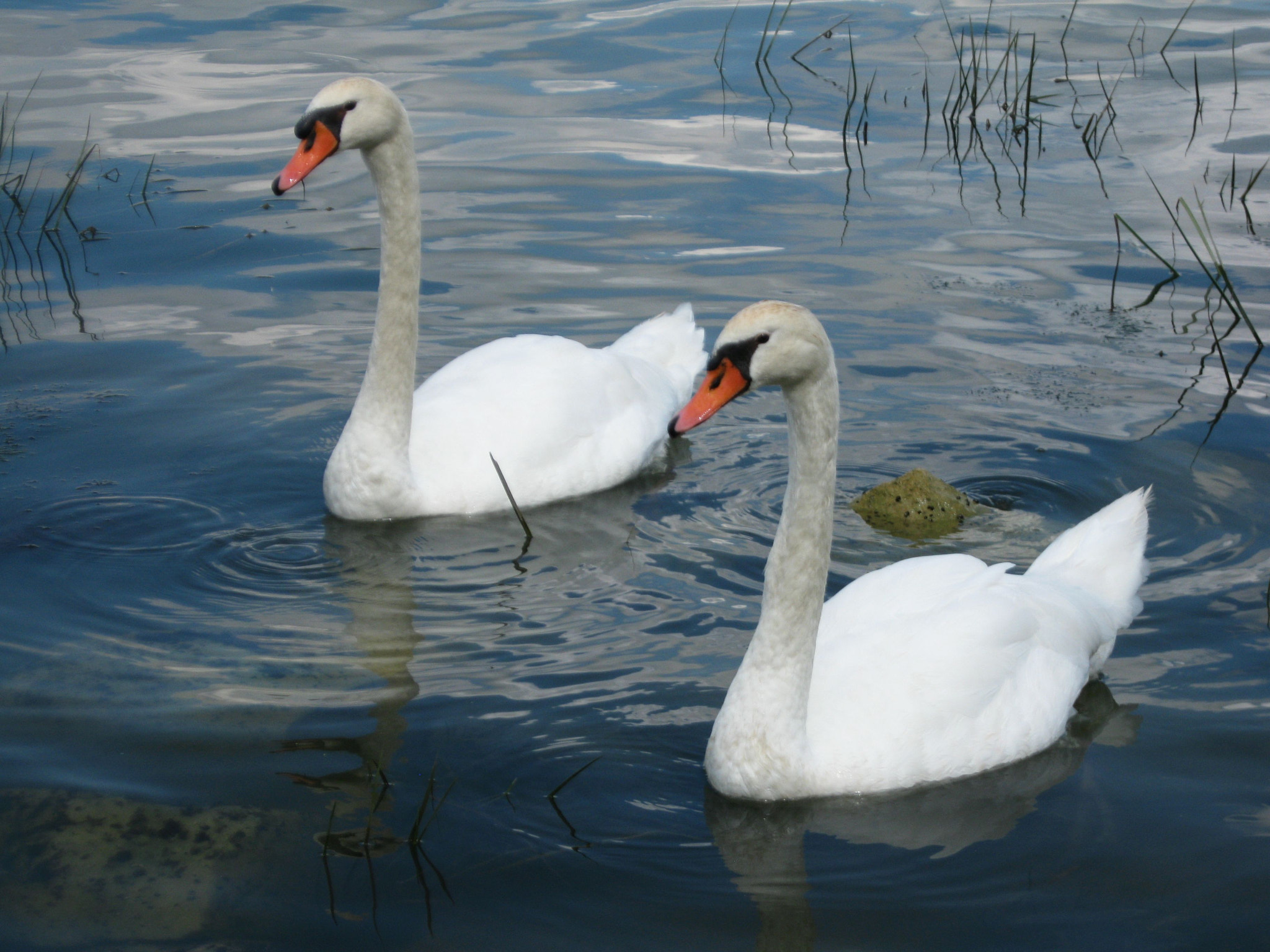 Canon PowerShot A1000 IS sample photo. Swans photography