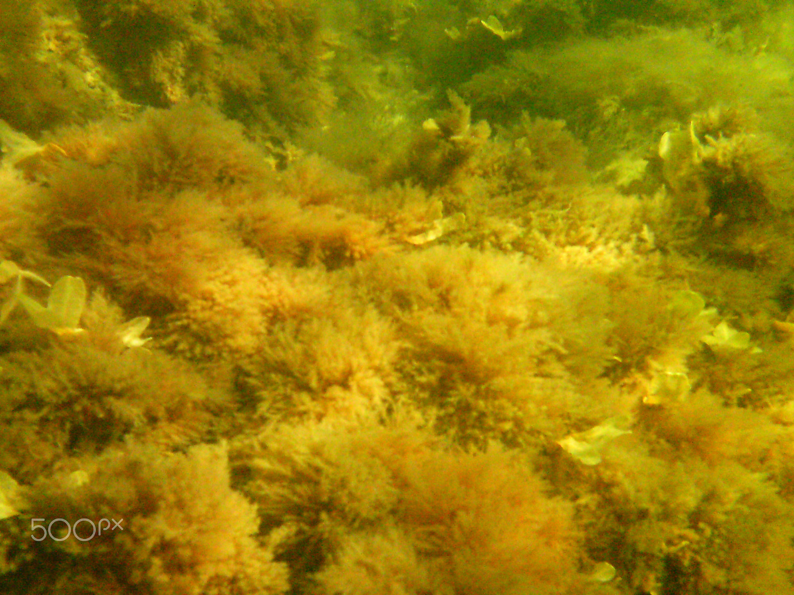 Rollei Sportsline 60 sample photo. Under water and flying in the sky photography