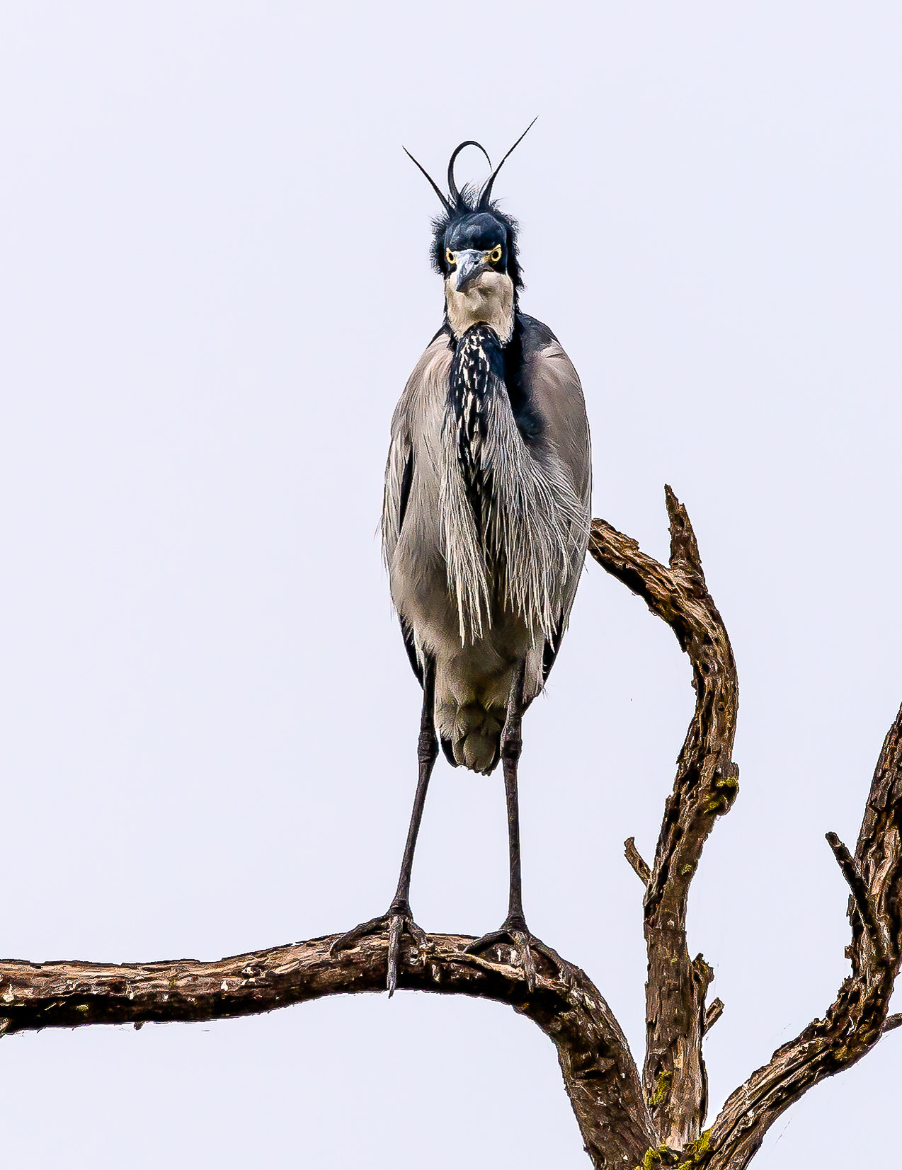 Sigma 150-600mm F5-6.3 DG OS HSM | S sample photo. Punk heron photography