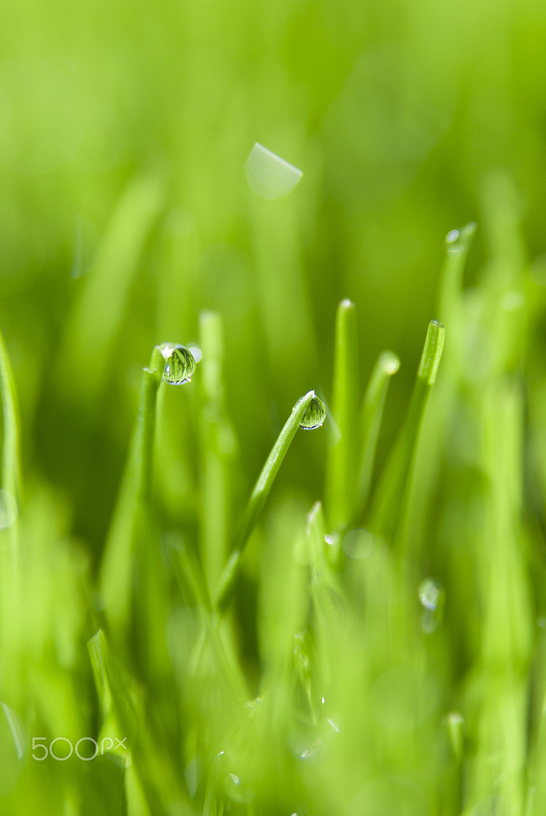 Canon EOS-1D sample photo. Dew on grass photography