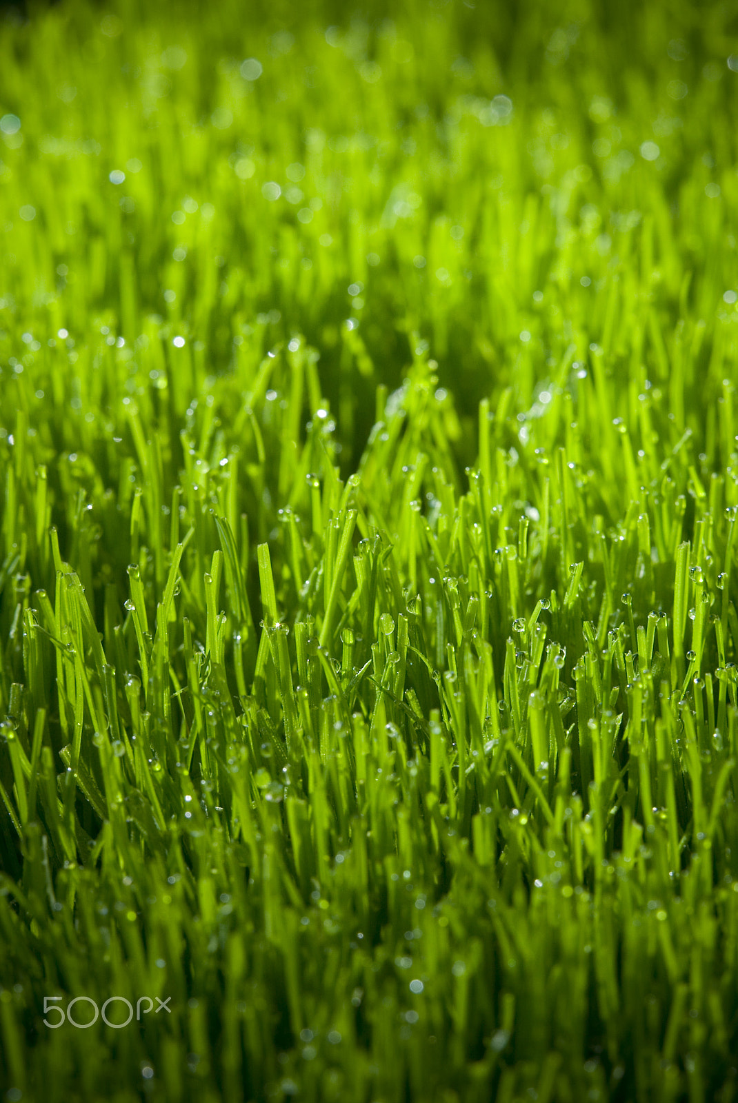 Canon EOS-1D sample photo. Dew on grass photography
