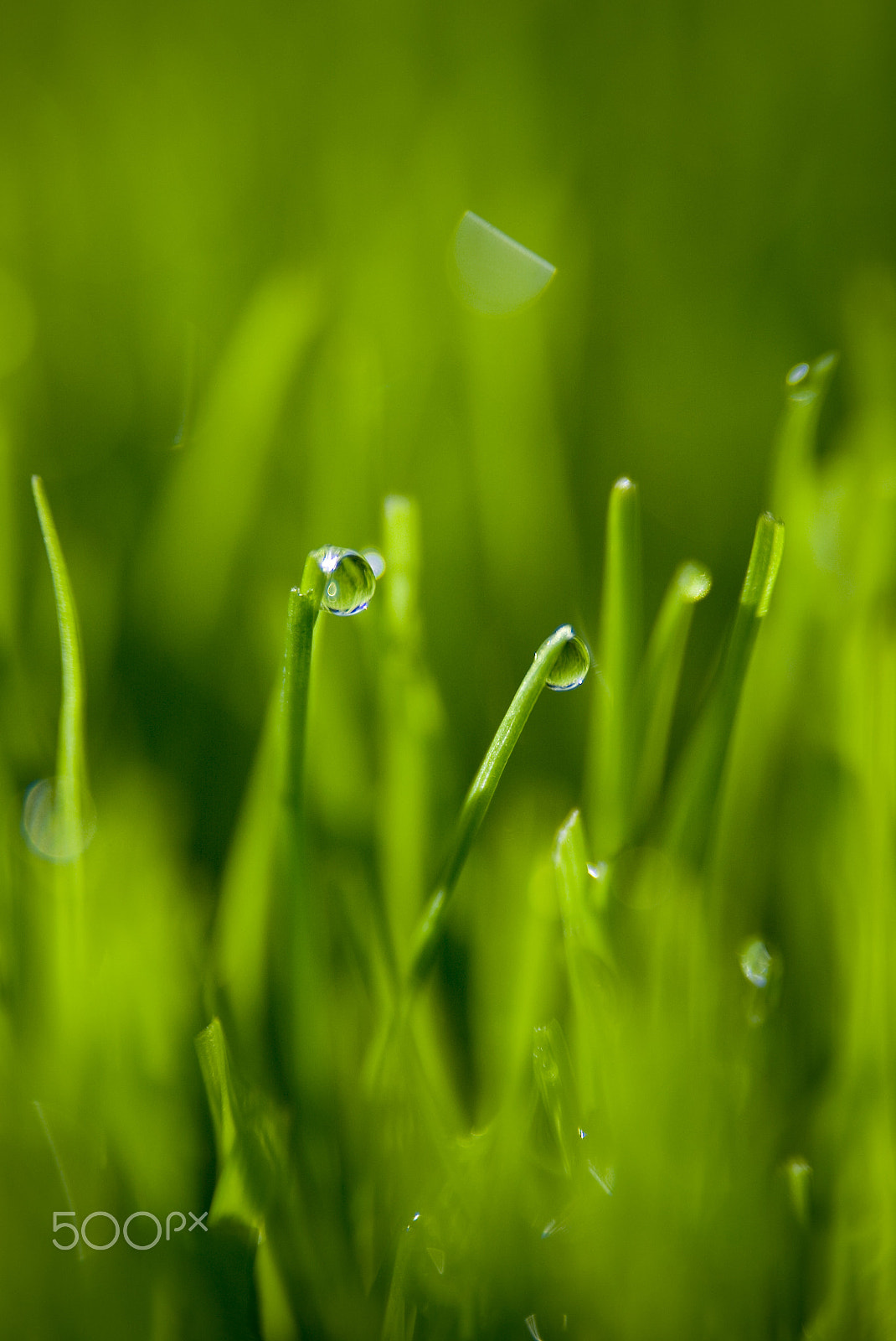 Canon EOS-1D sample photo. Dew on grass photography