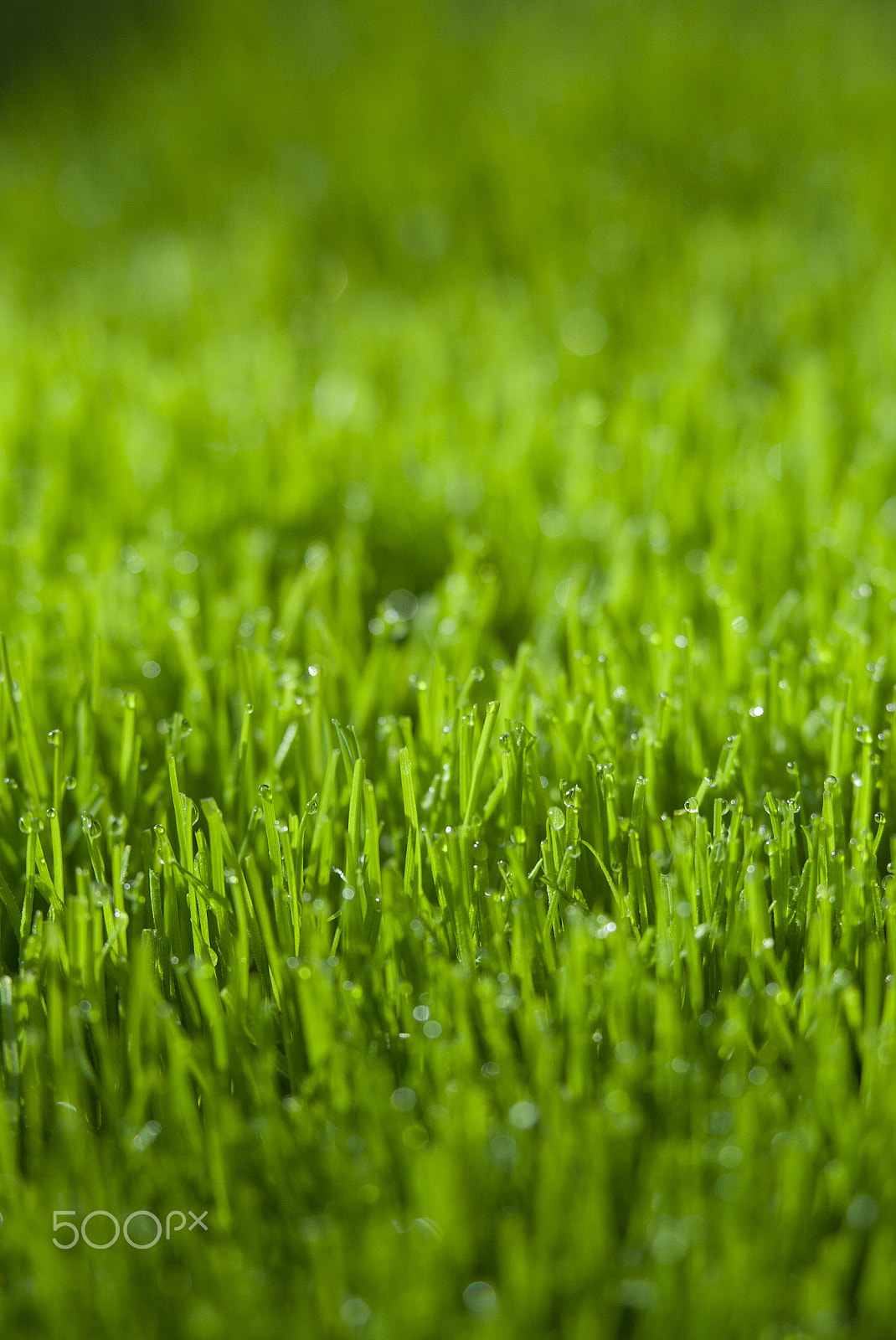 Canon EOS-1D sample photo. Dew on grass photography