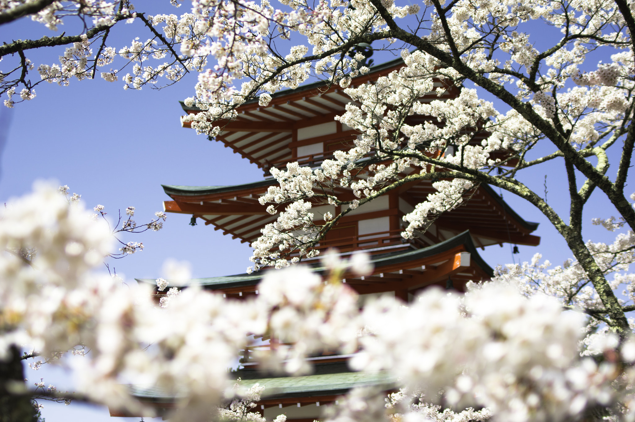 Pentax smc FA 31mm F1.8 AL Limited sample photo. Cherry blossoms in full bloom photography