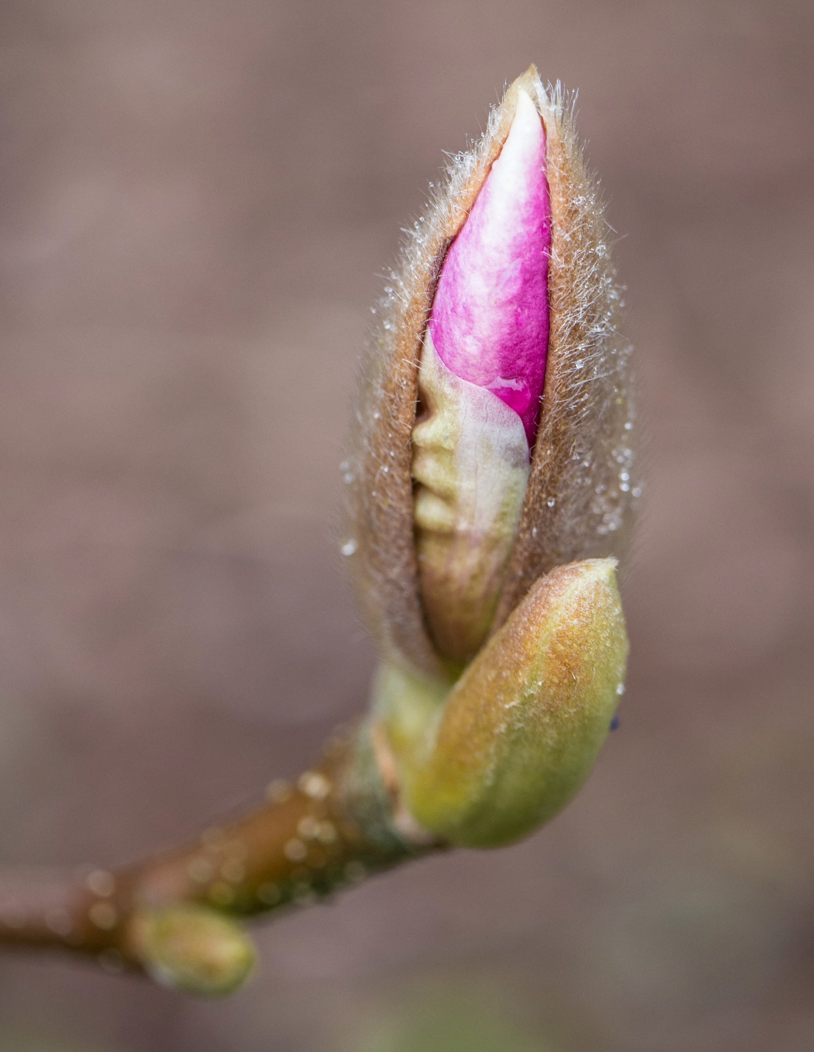 Panasonic Lumix DMC-G5 sample photo. Bud photography