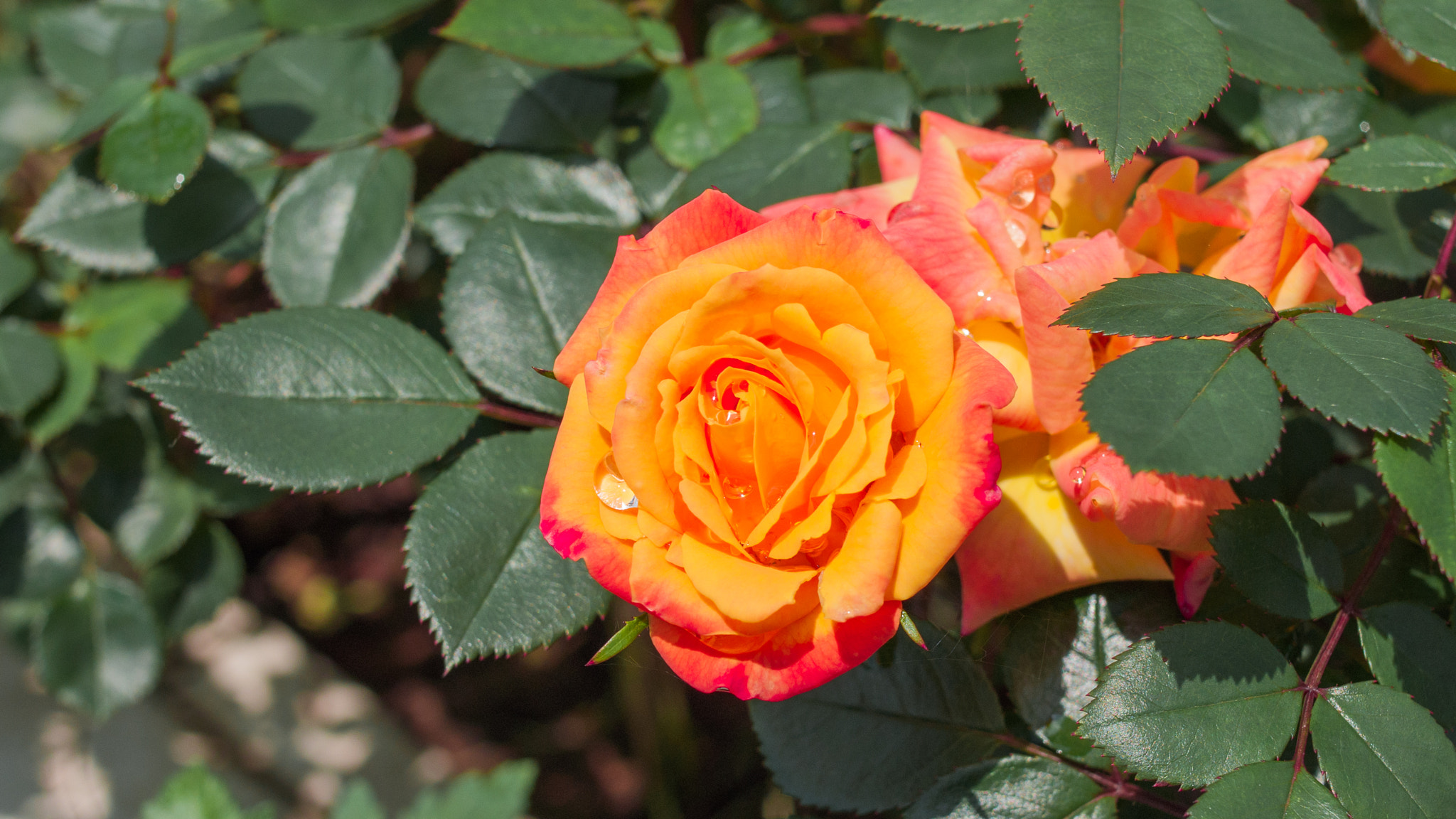 Pentax K200D sample photo. The rose which can change color photography