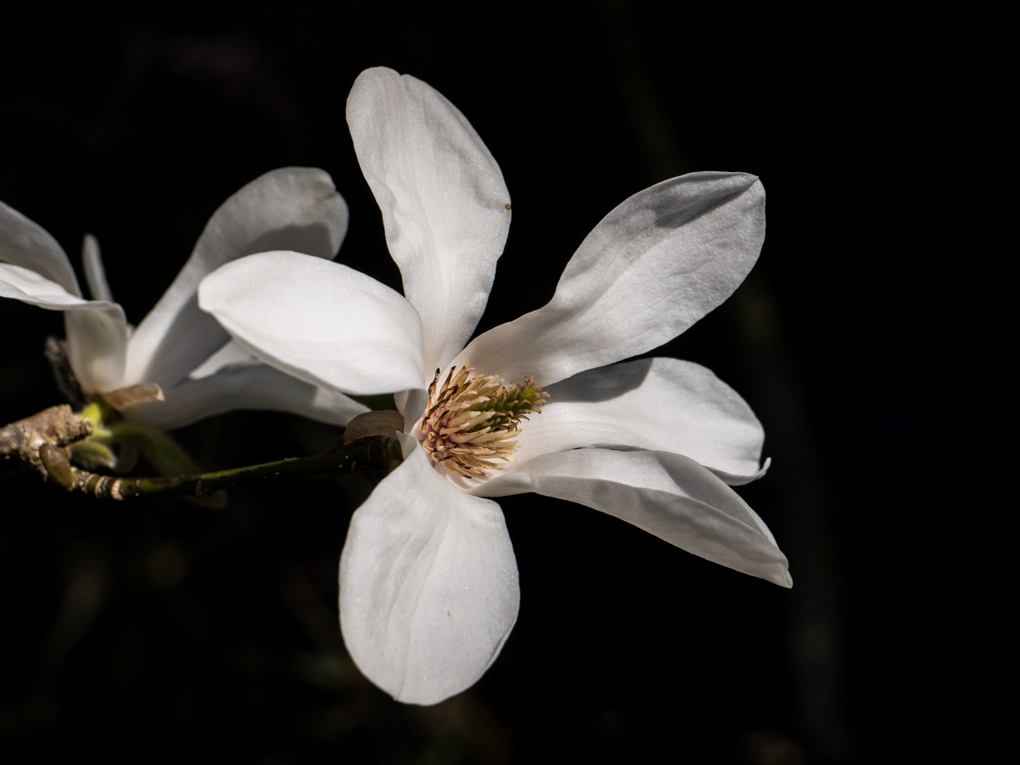 Panasonic Lumix DMC-G5 sample photo. White photography