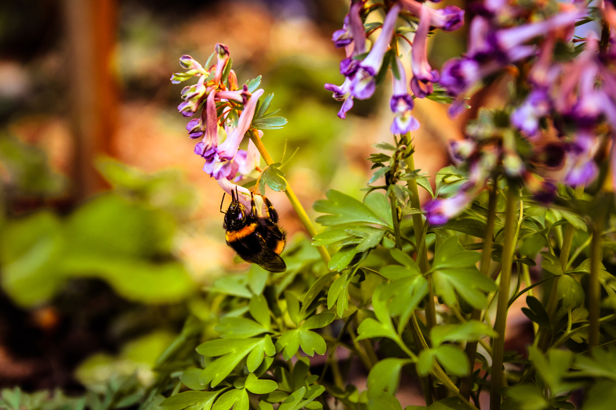 Tamron SP AF 17-50mm F2.8 XR Di II LD Aspherical (IF) sample photo. Bumblebee photography