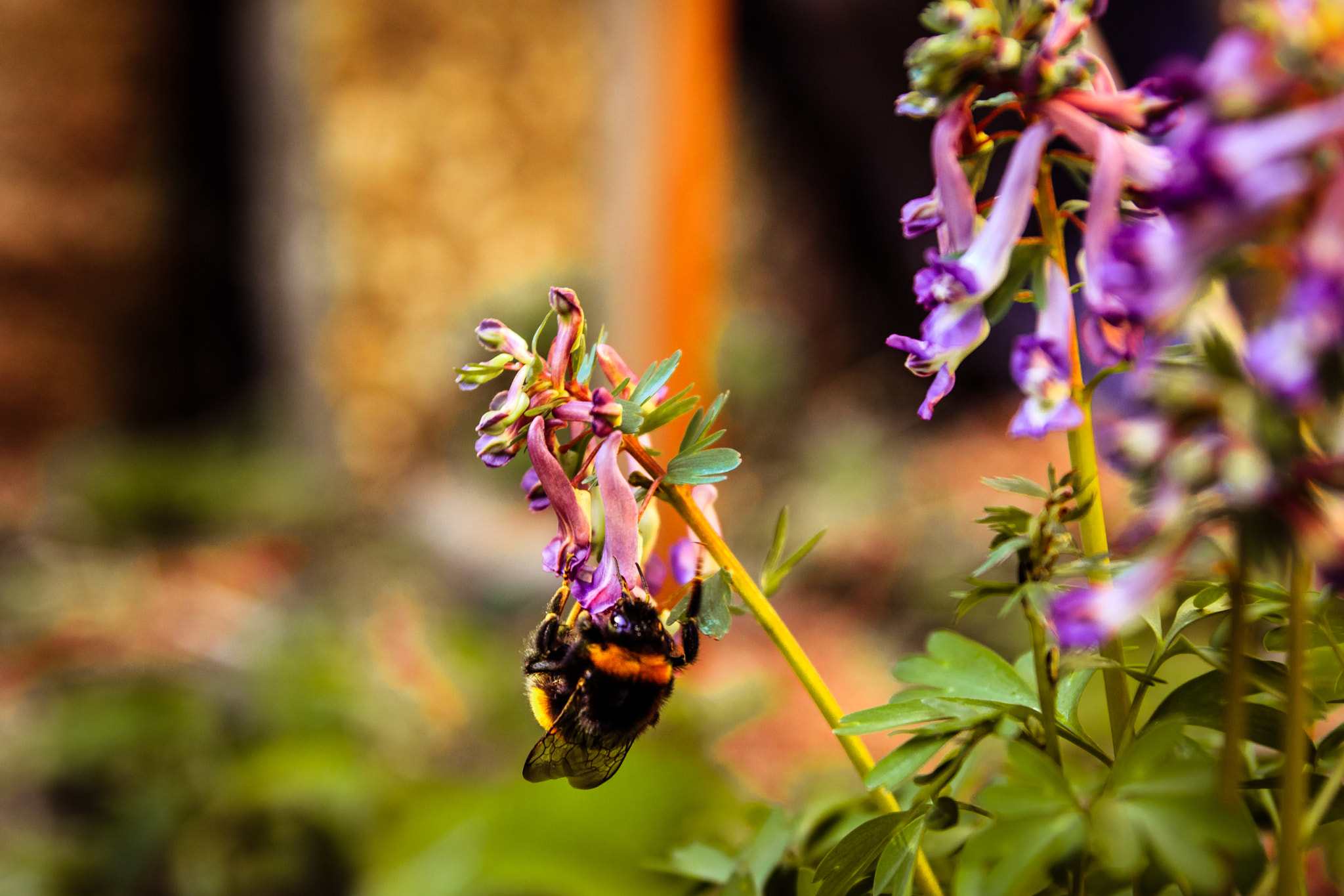Tamron SP AF 17-50mm F2.8 XR Di II LD Aspherical (IF) sample photo. Bumblebee photography