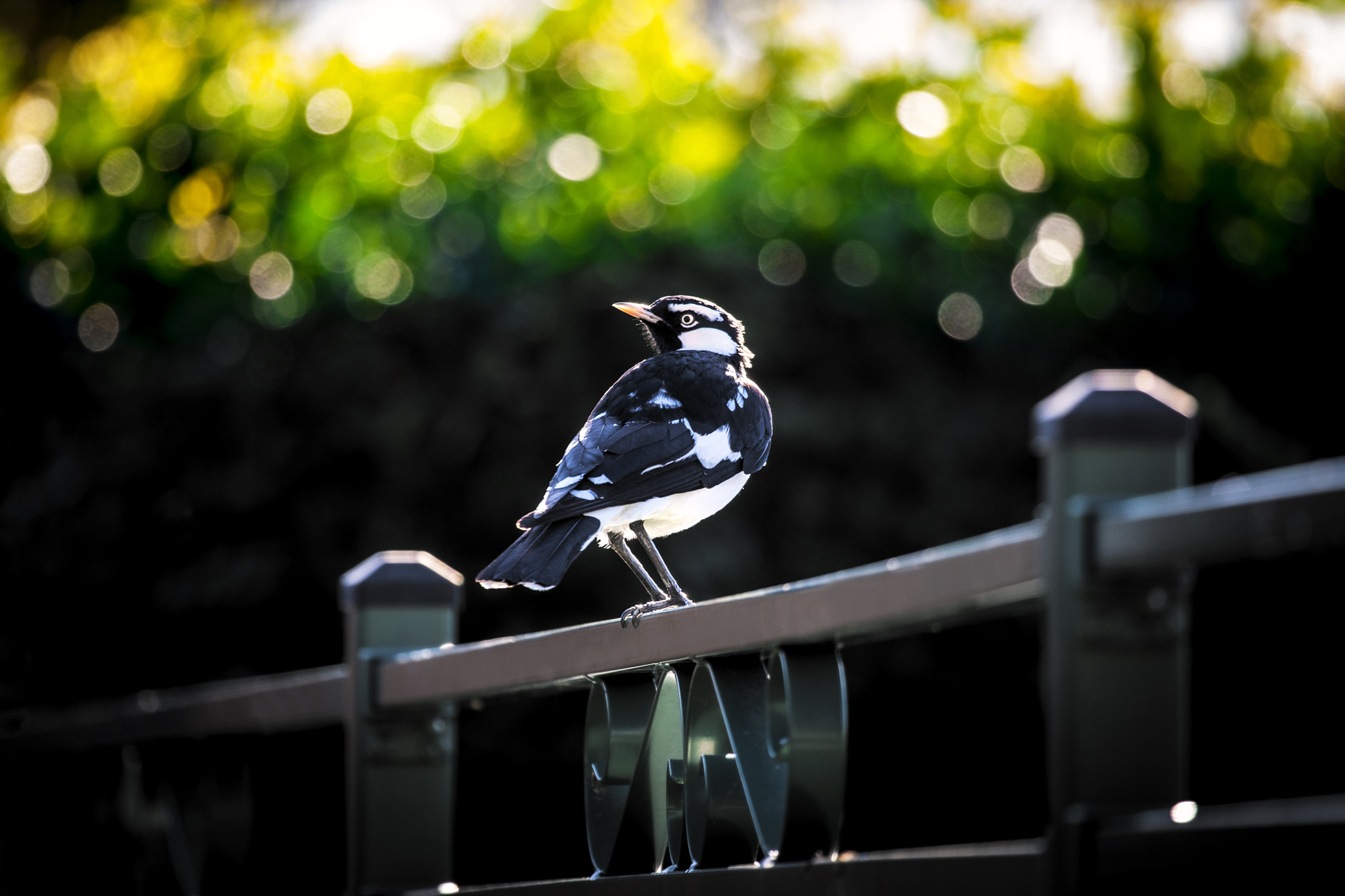 Canon EOS-1D Mark III sample photo. Under golden cascades photography
