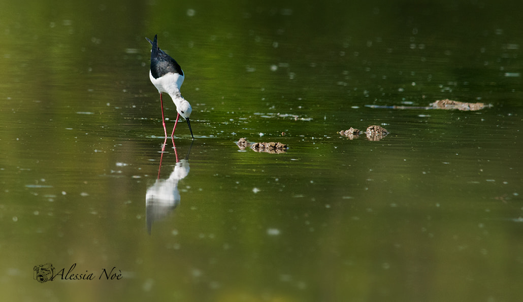 Nikon D300 + Nikon AF-S Nikkor 300mm F4D ED-IF sample photo. In green lake photography