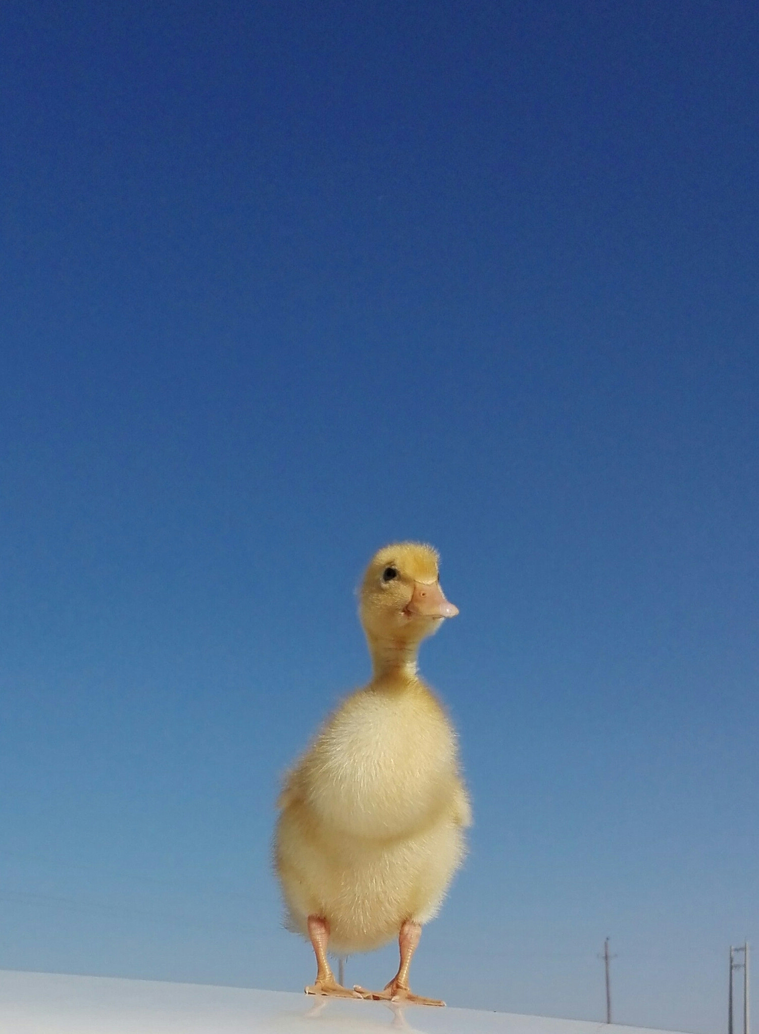 HUAWEI Che2-L11 sample photo
