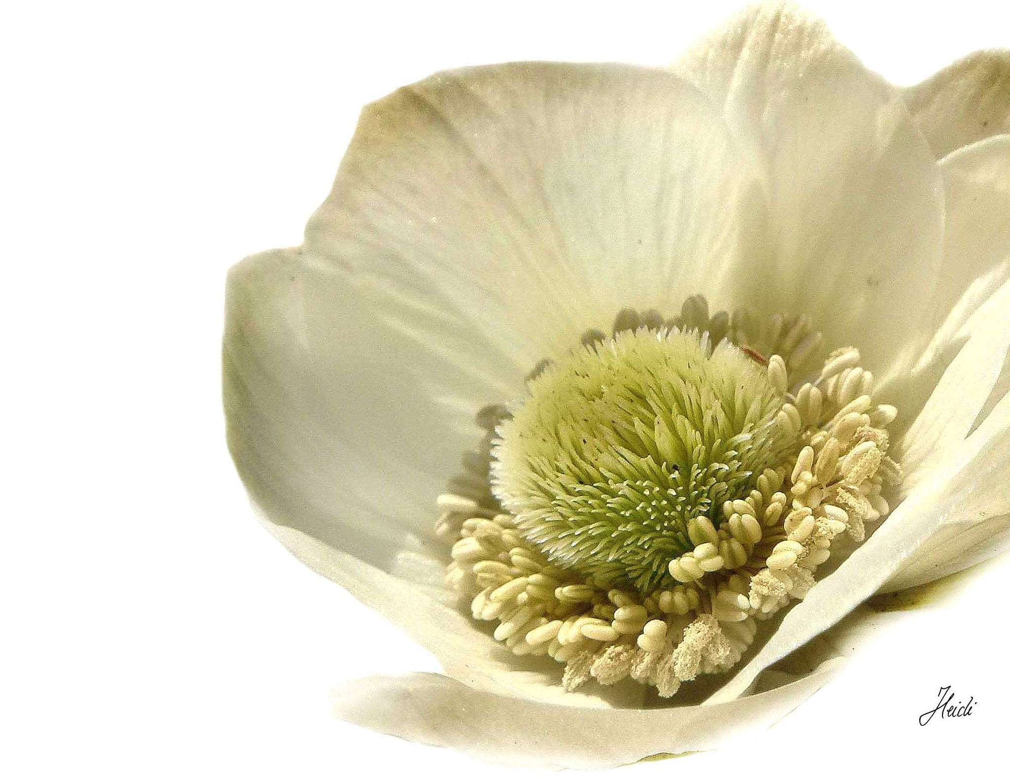 Sony DSC-T77 sample photo. Anemone harmony photography