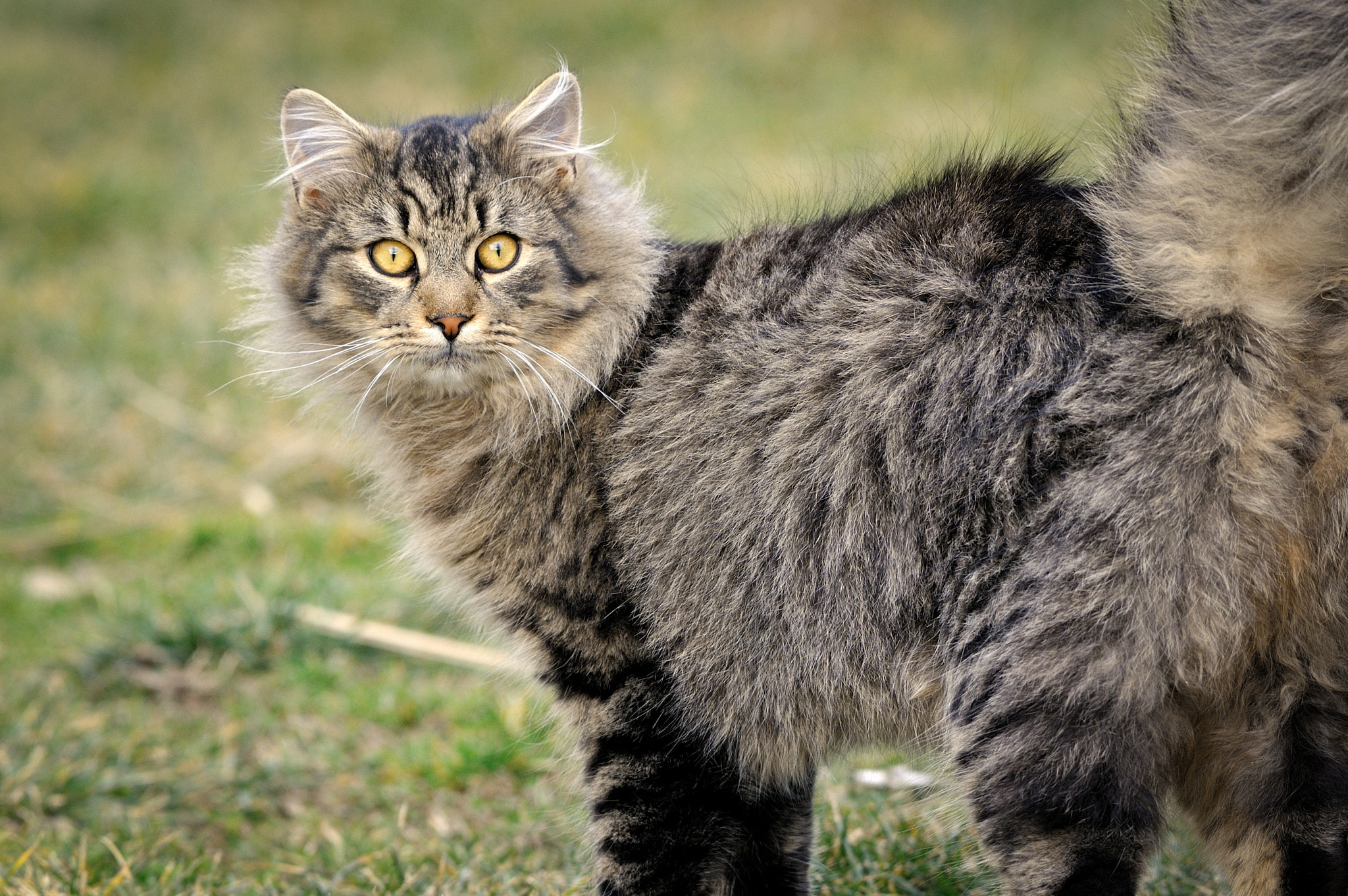 Nikon AF-S Nikkor 200-500mm F5.6E ED VR sample photo. My cat photography