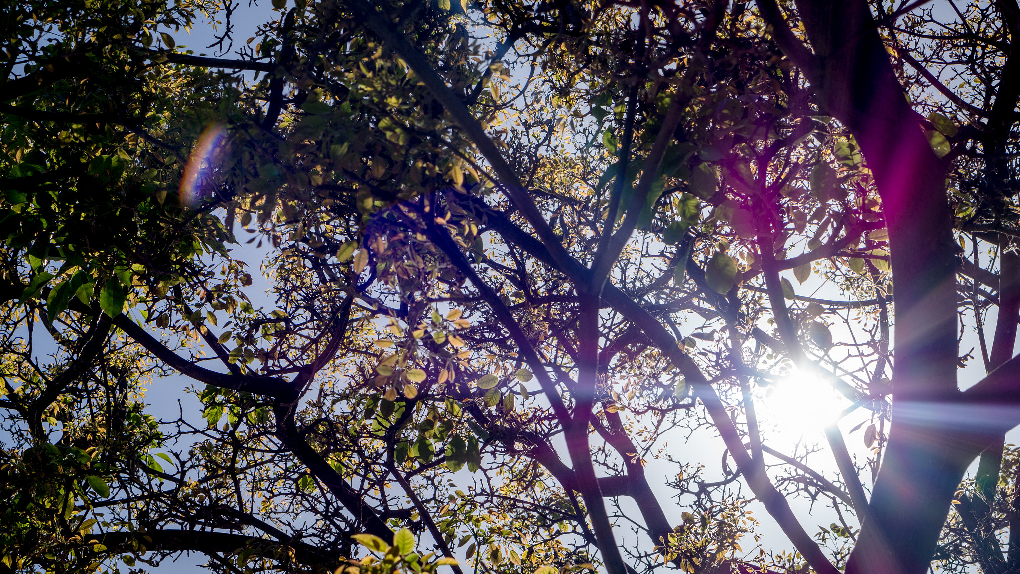 Sony Alpha a5000 (ILCE 5000) + E 50mm F1.8 OSS sample photo. Sunlight through trees photography