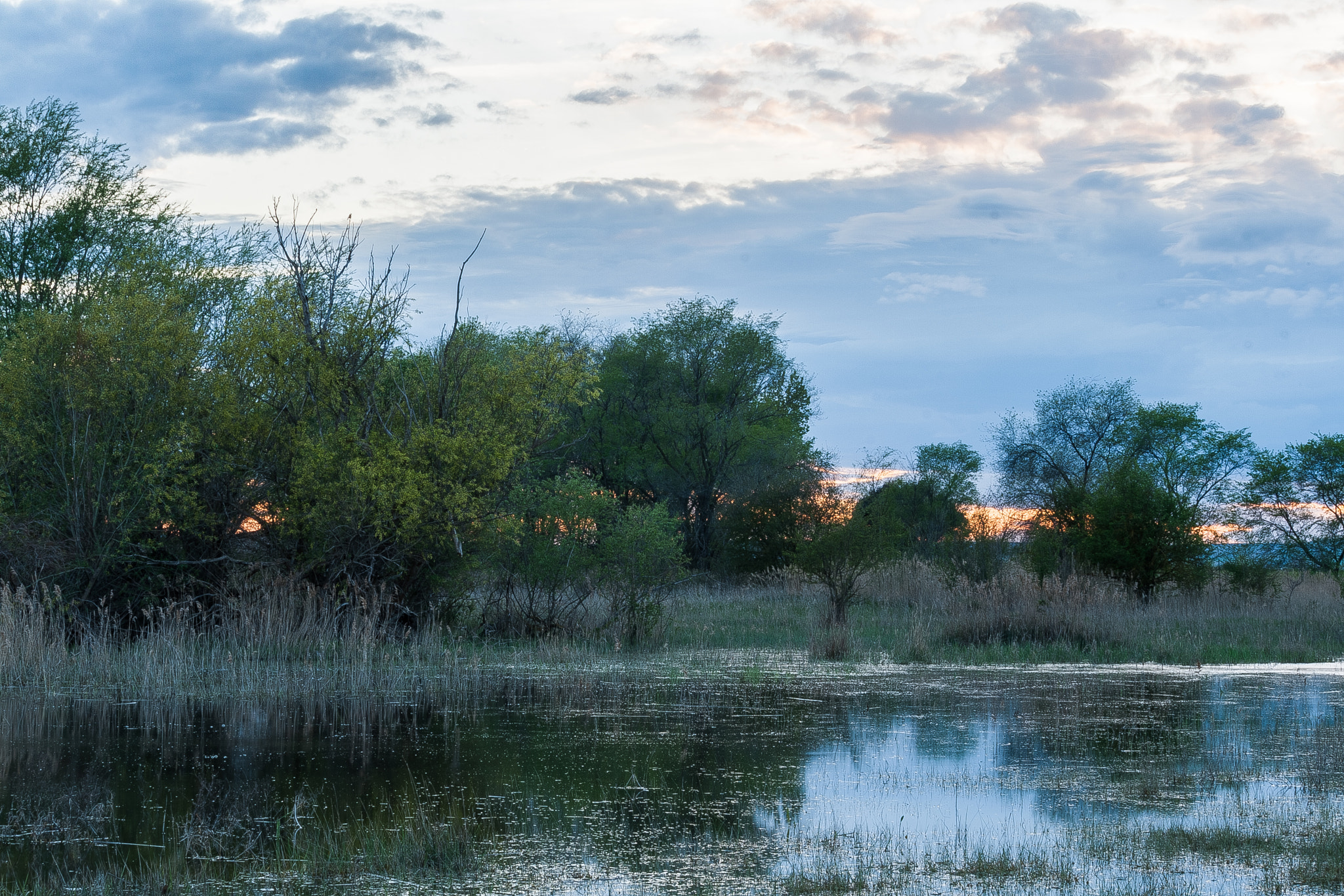 Canon EF-S 55-250mm F4-5.6 IS STM sample photo. Wetland 2 photography