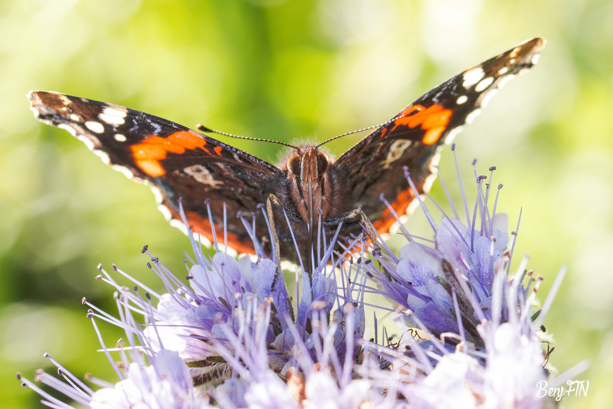 Canon EOS 100D (EOS Rebel SL1 / EOS Kiss X7) + Canon EF 100mm F2.8L Macro IS USM sample photo. Red admiral photography
