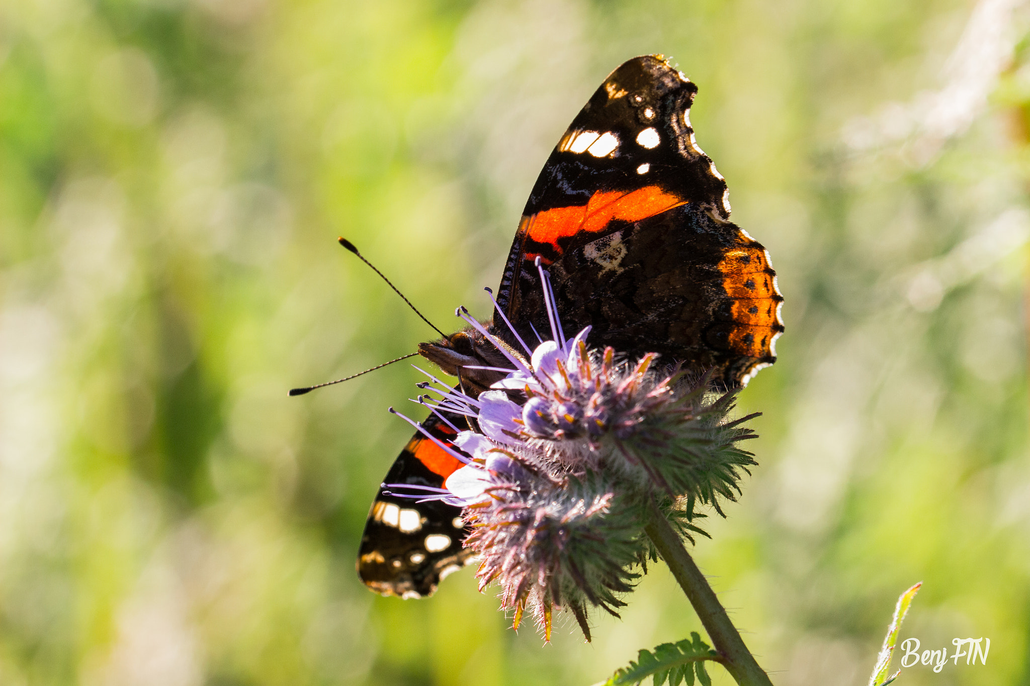 Canon EOS 100D (EOS Rebel SL1 / EOS Kiss X7) + Canon EF 100mm F2.8L Macro IS USM sample photo. Red admiral photography