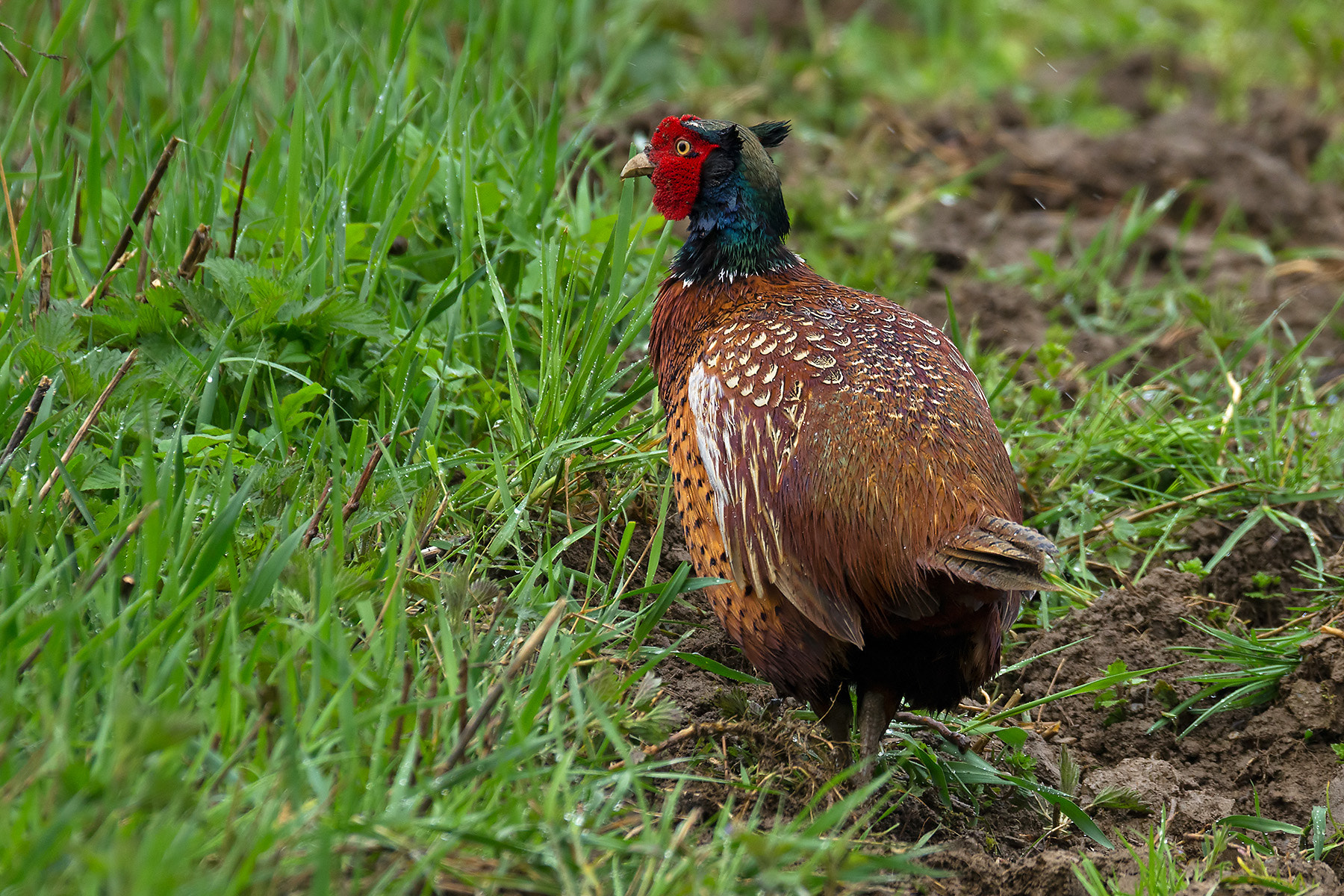 Pentax K-5 + Sigma 120-400mm F4.5-5.6 DG OS HSM sample photo. Fasan im regen photography