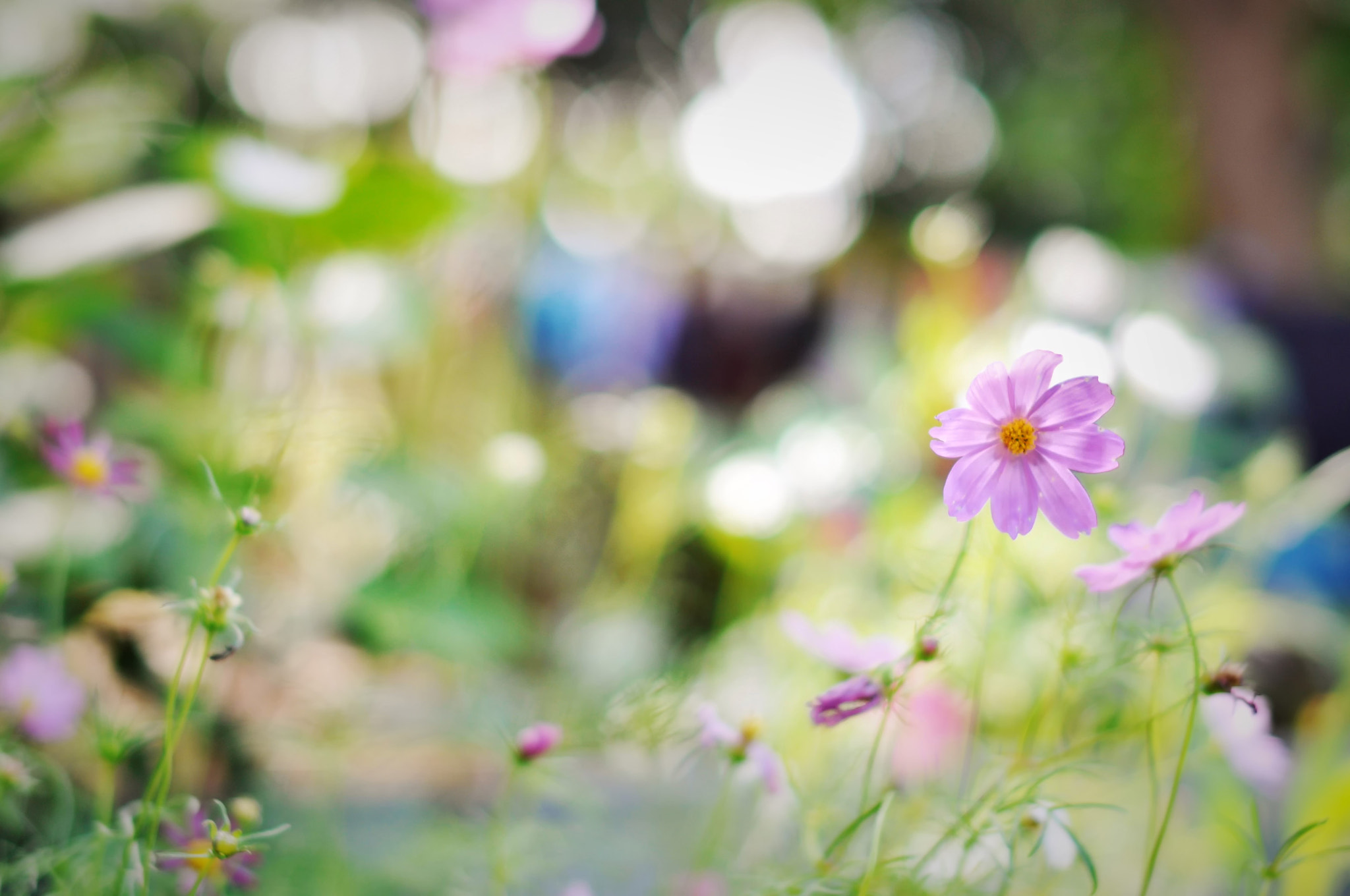 Nikon D5000 + Sigma 50mm F1.4 EX DG HSM sample photo. Cosmos photography