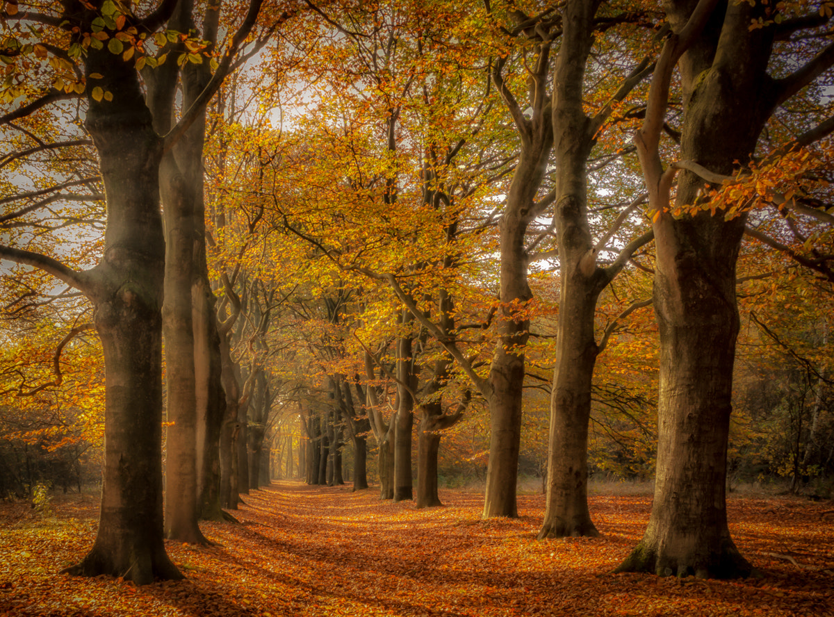 Canon EOS 50D + Canon EF-S 18-55mm F3.5-5.6 sample photo. Autumn forest lane photography
