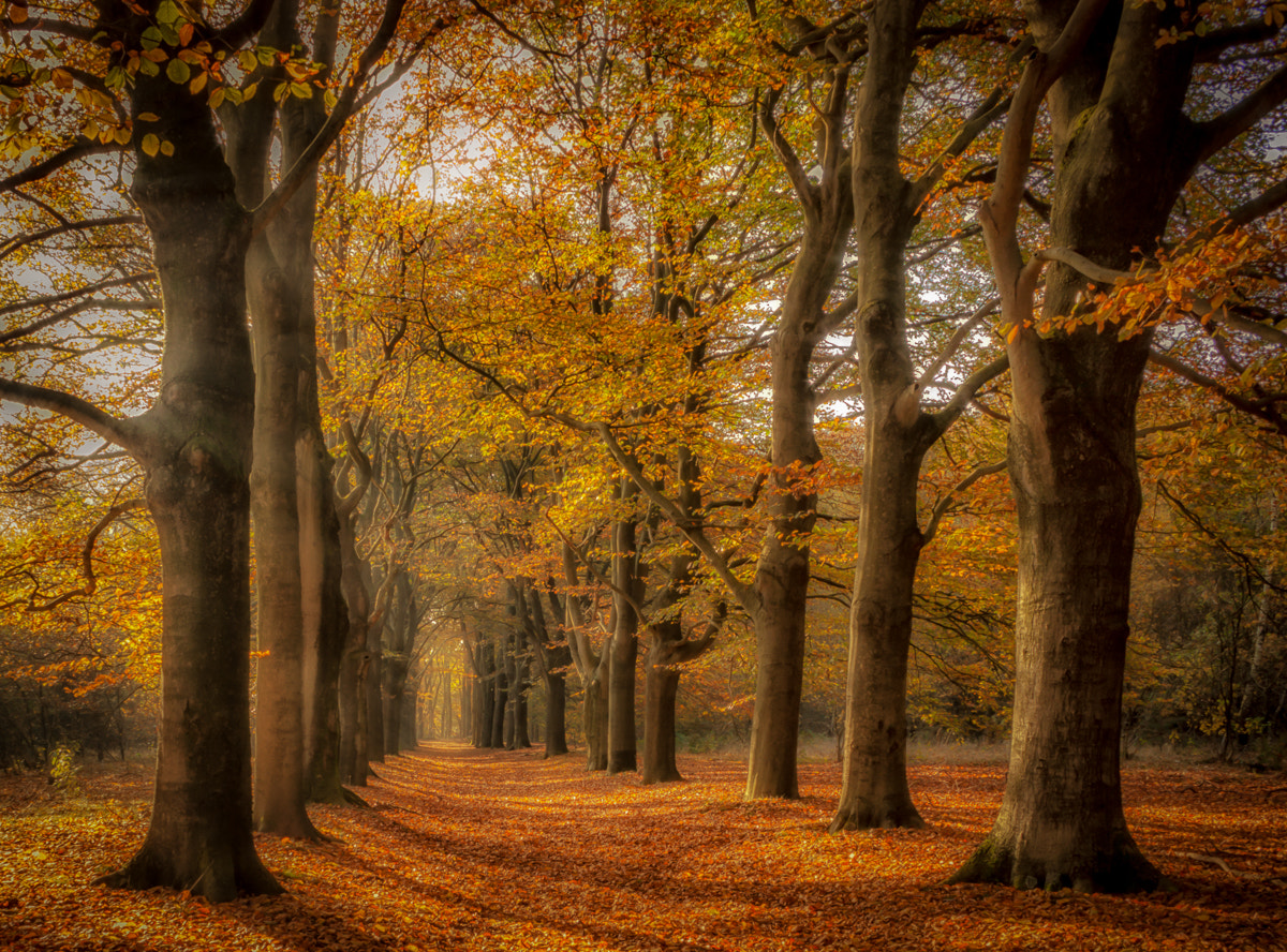 Canon EF-S 18-55mm F3.5-5.6 sample photo. Autumn forest lane photography